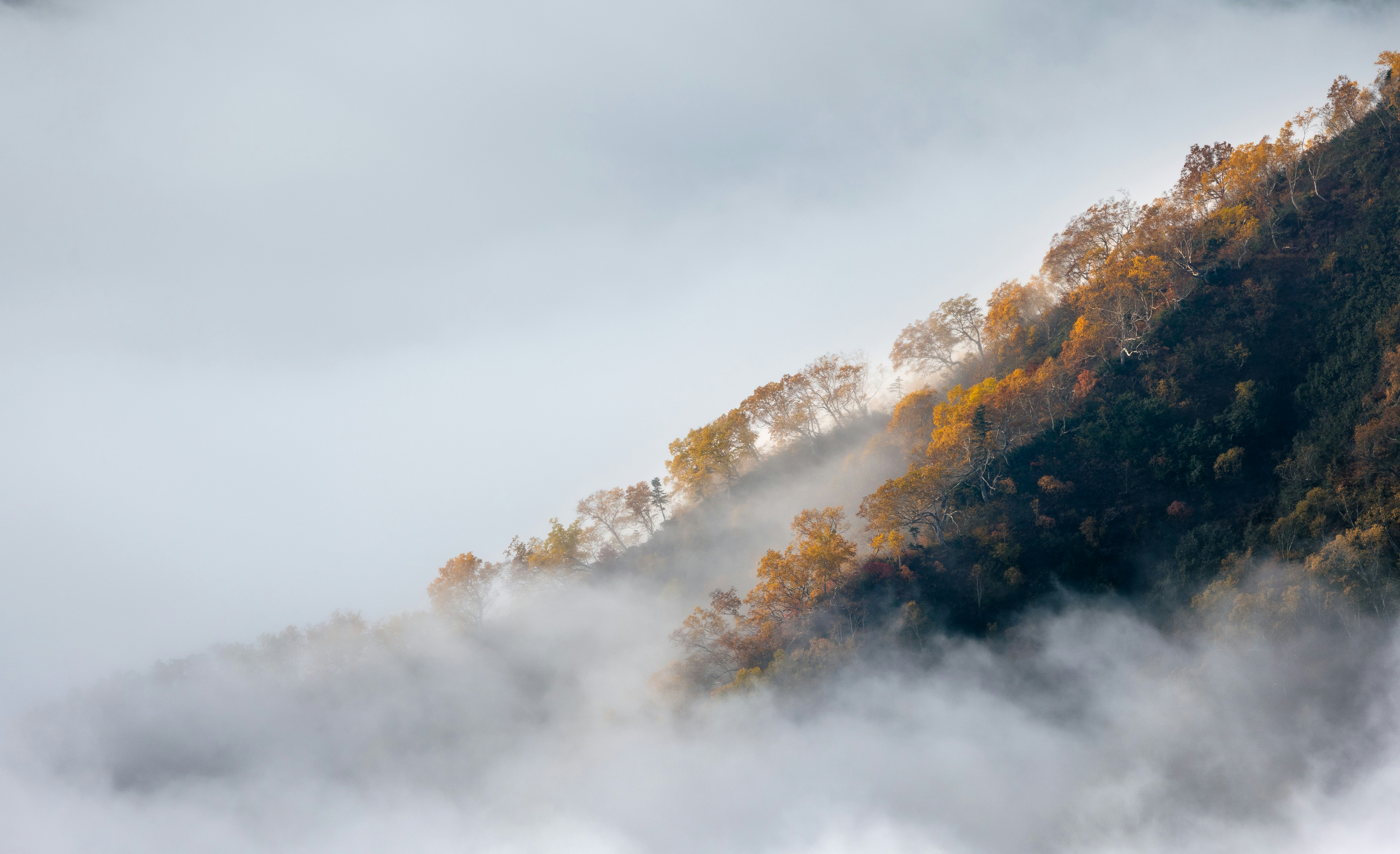 Misty mountain slope with autumn trees.