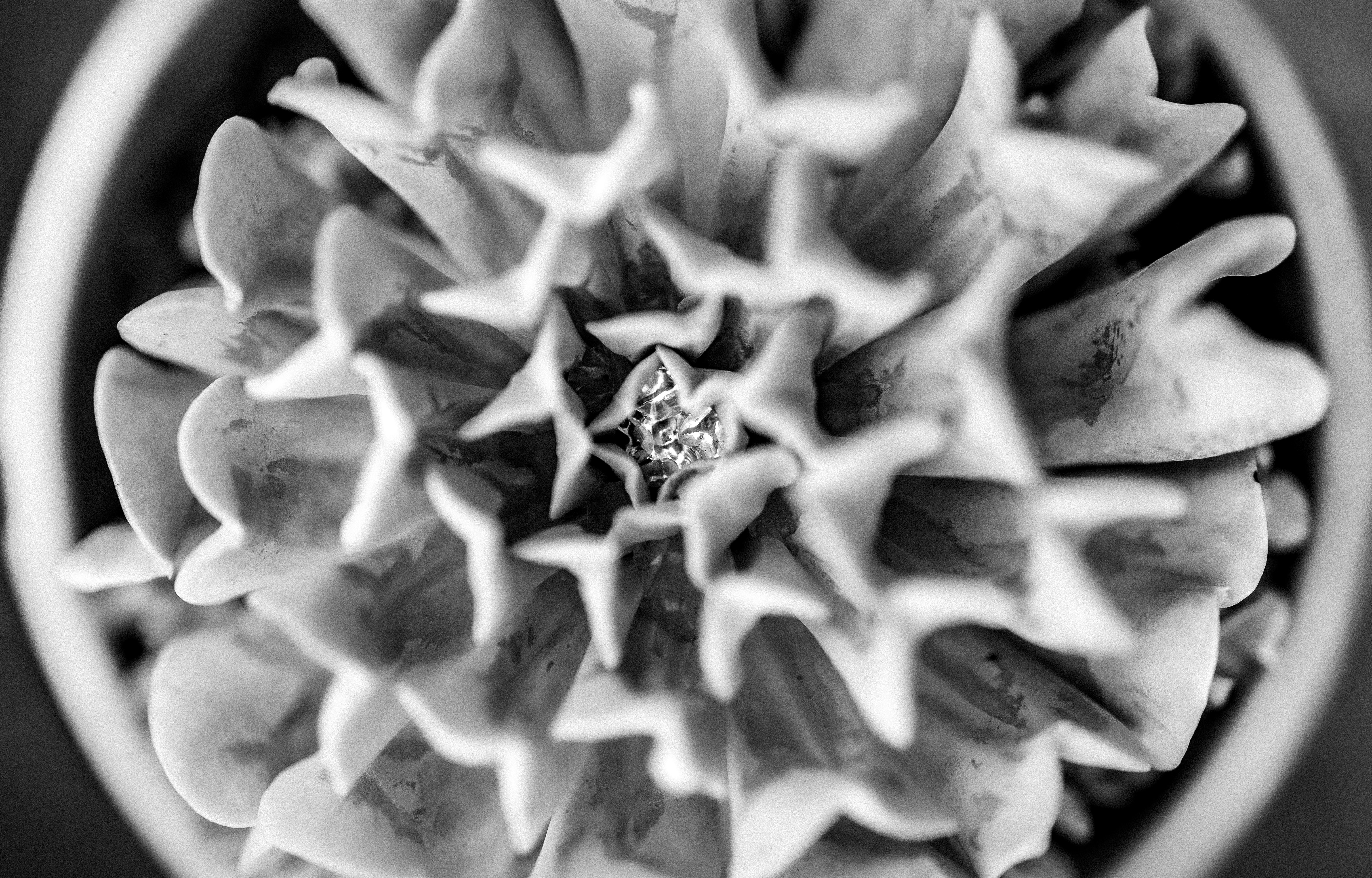 Close-up abstract view of a succulent plant.