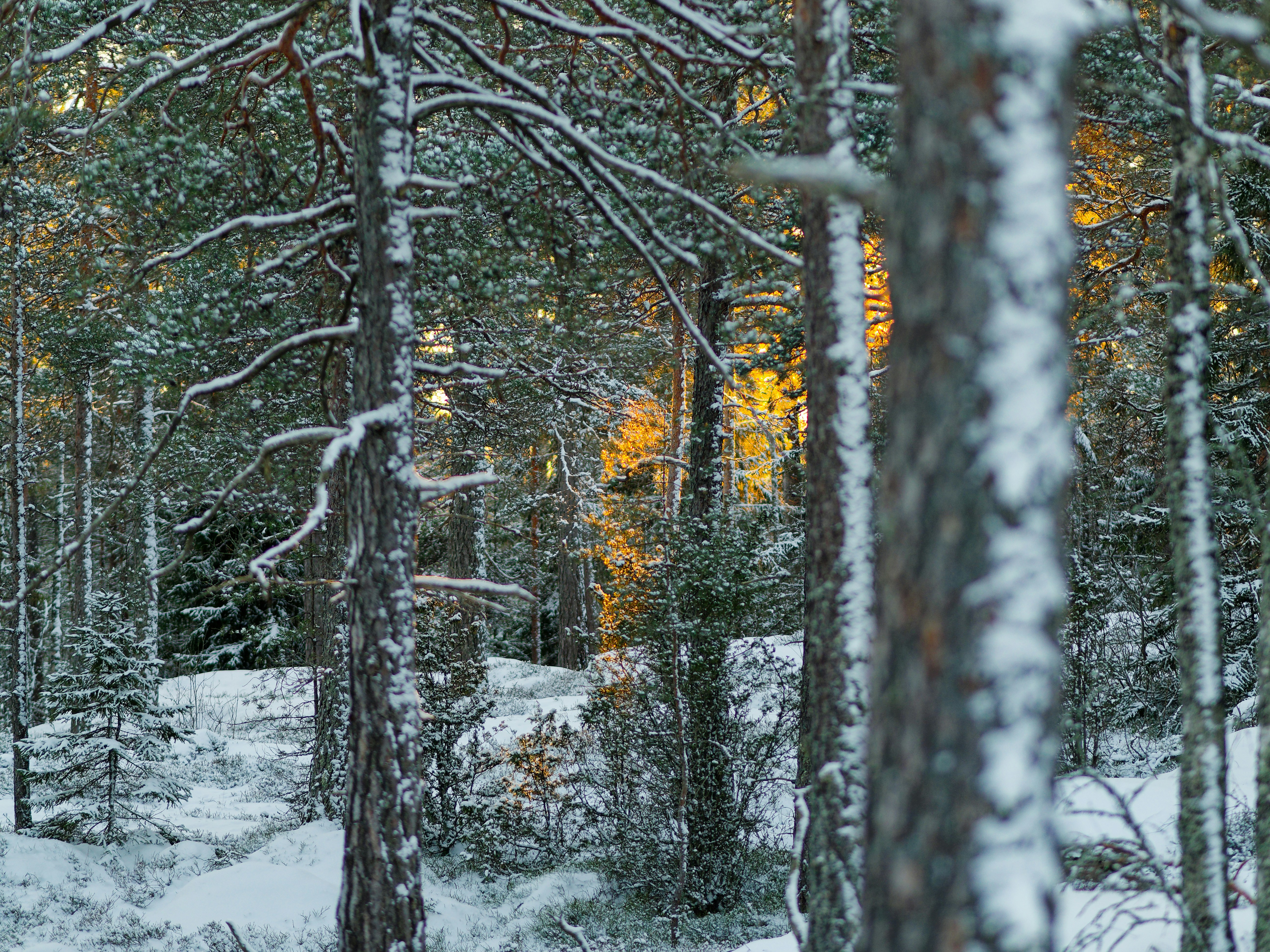 Photo by schneiderhenry