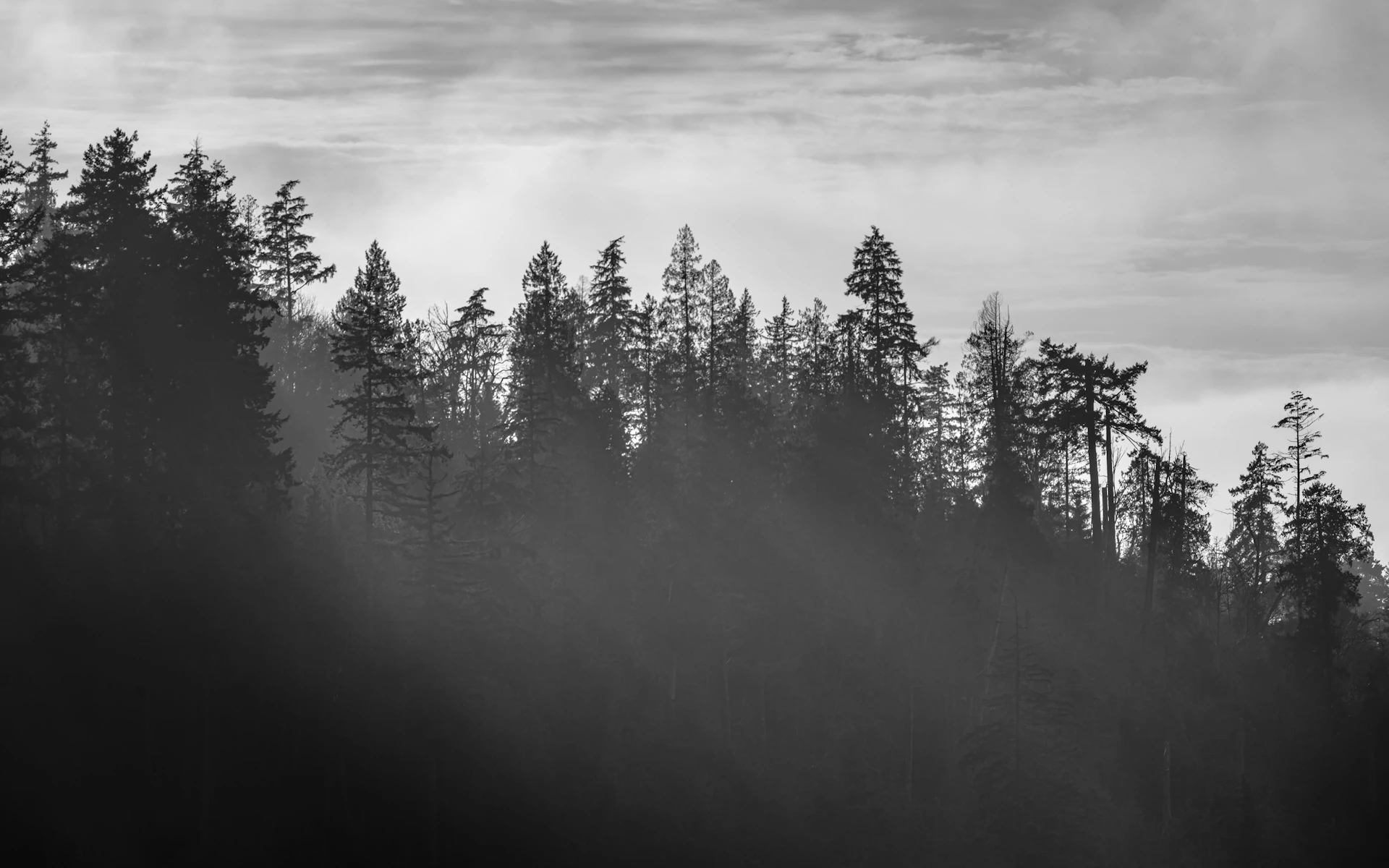 Misty forest with tall pine trees on a hill.