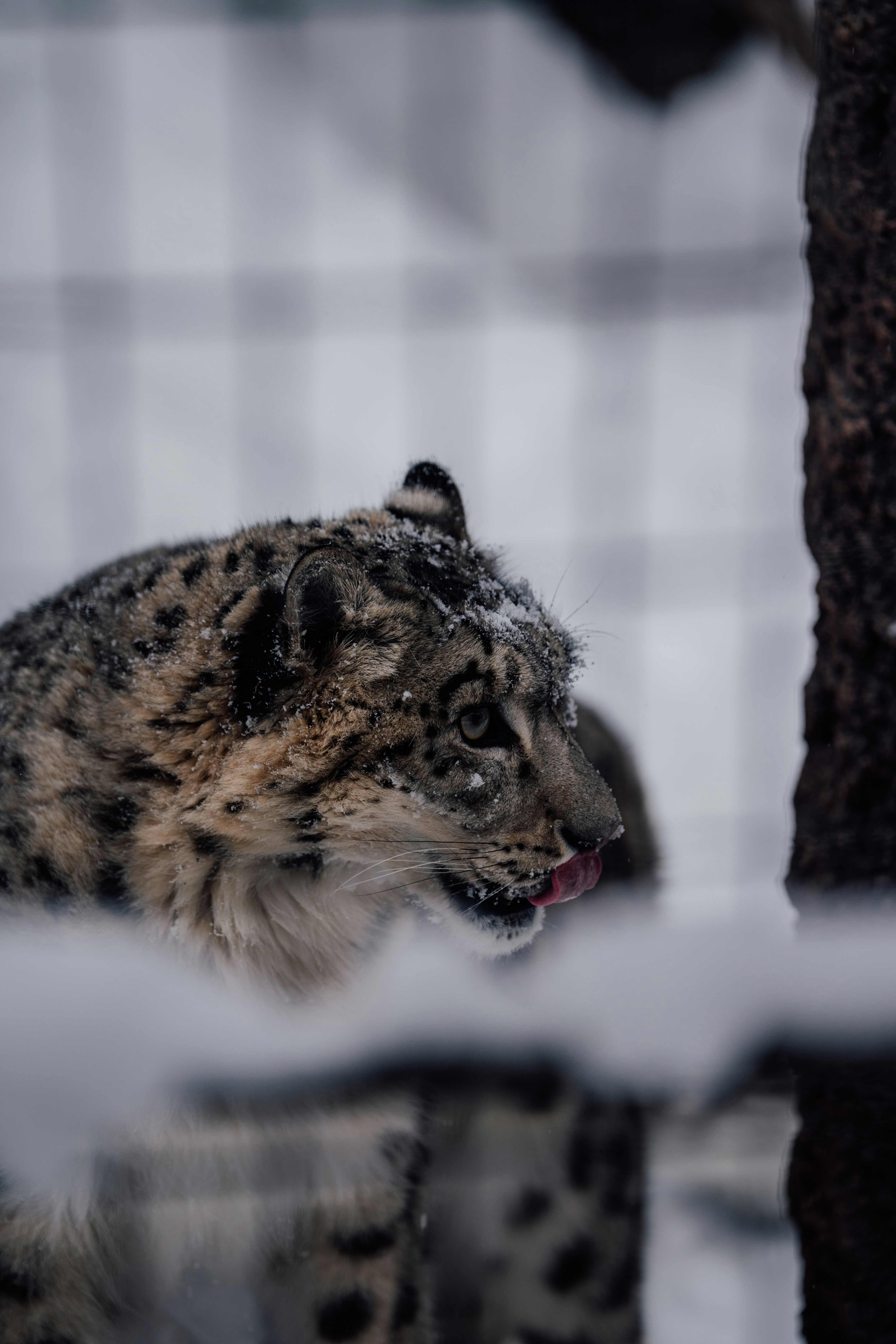 A snow leopard licks its face in the snow.