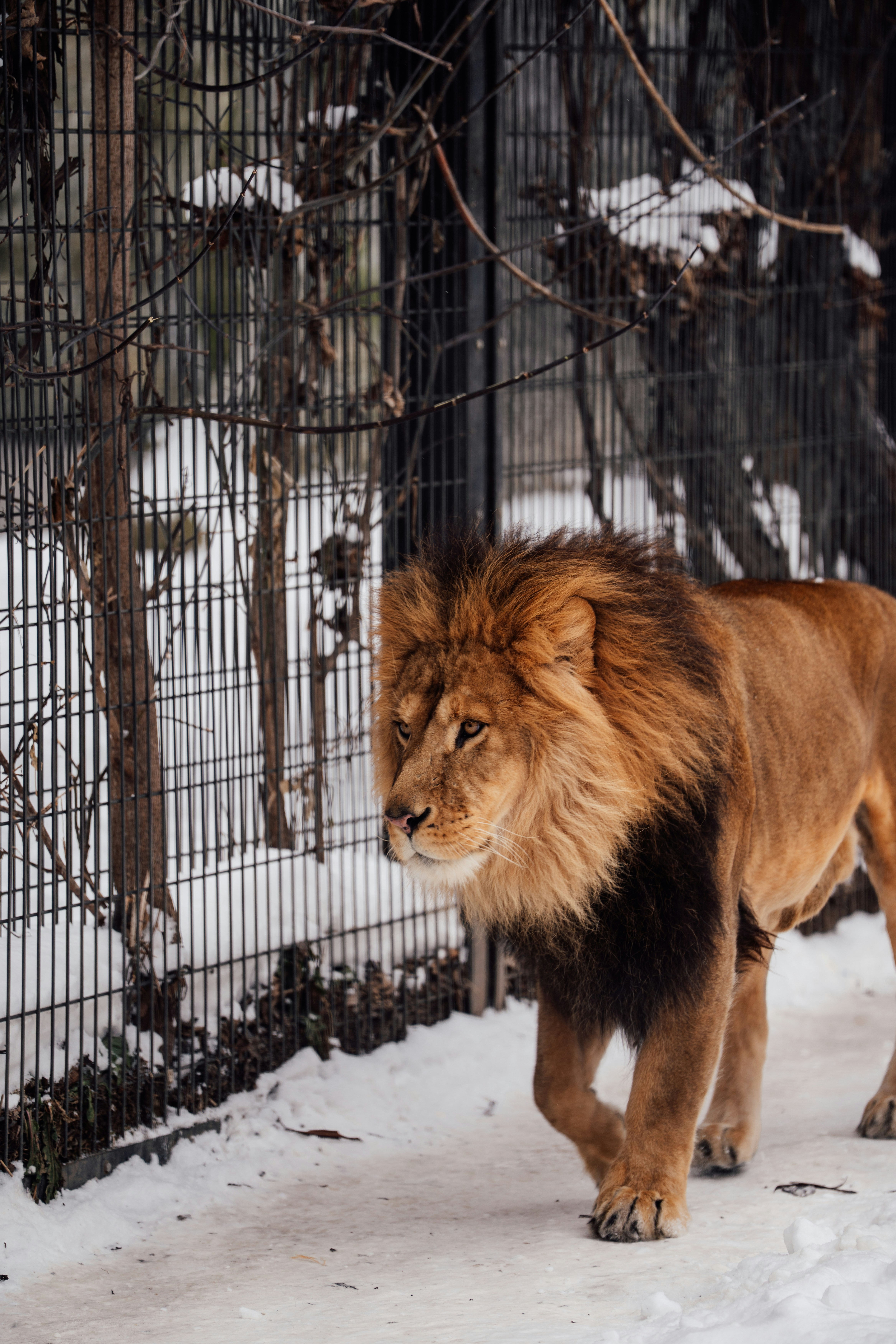 A lion walks through the snow near a fence.