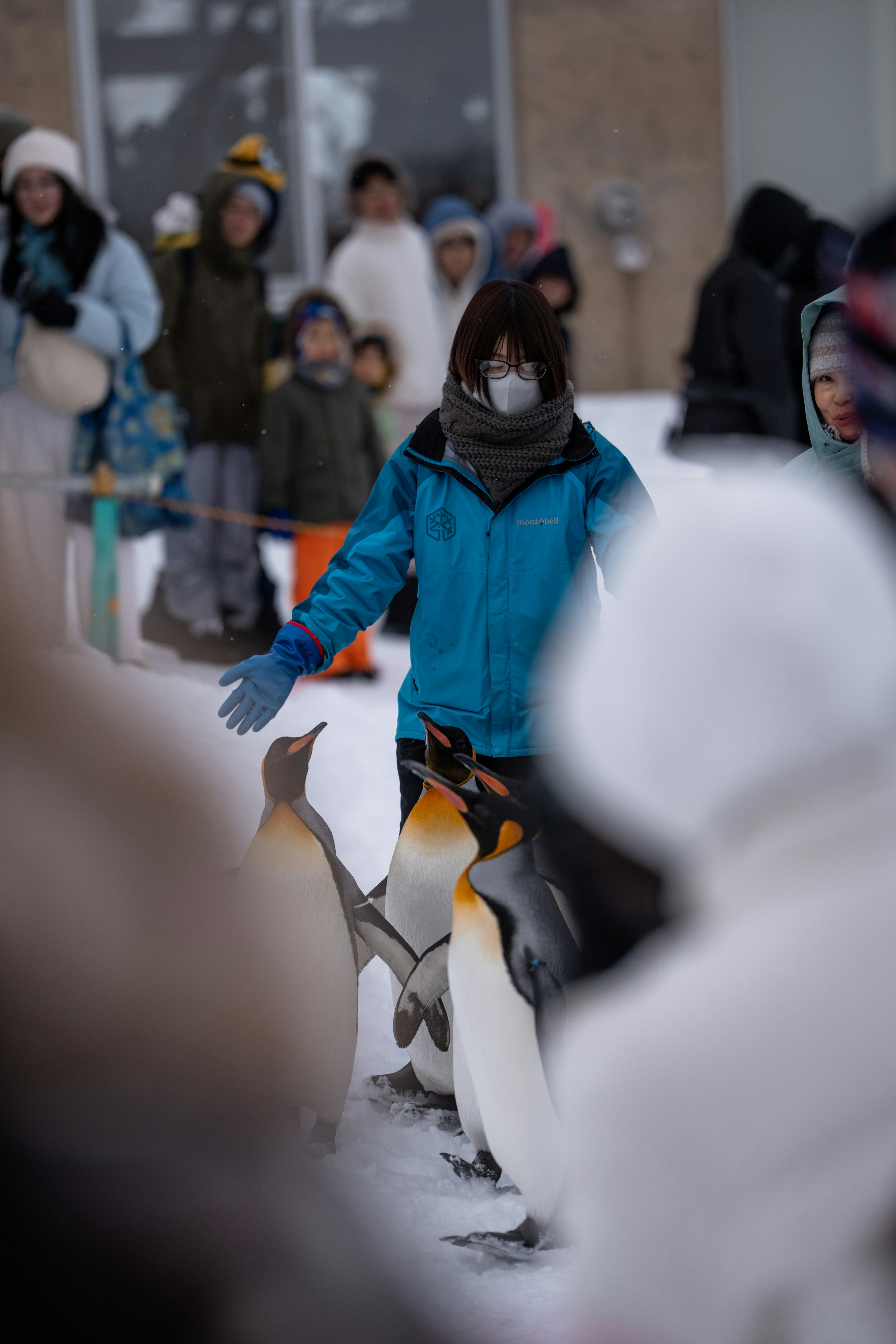 People watching penguins in snowy environment