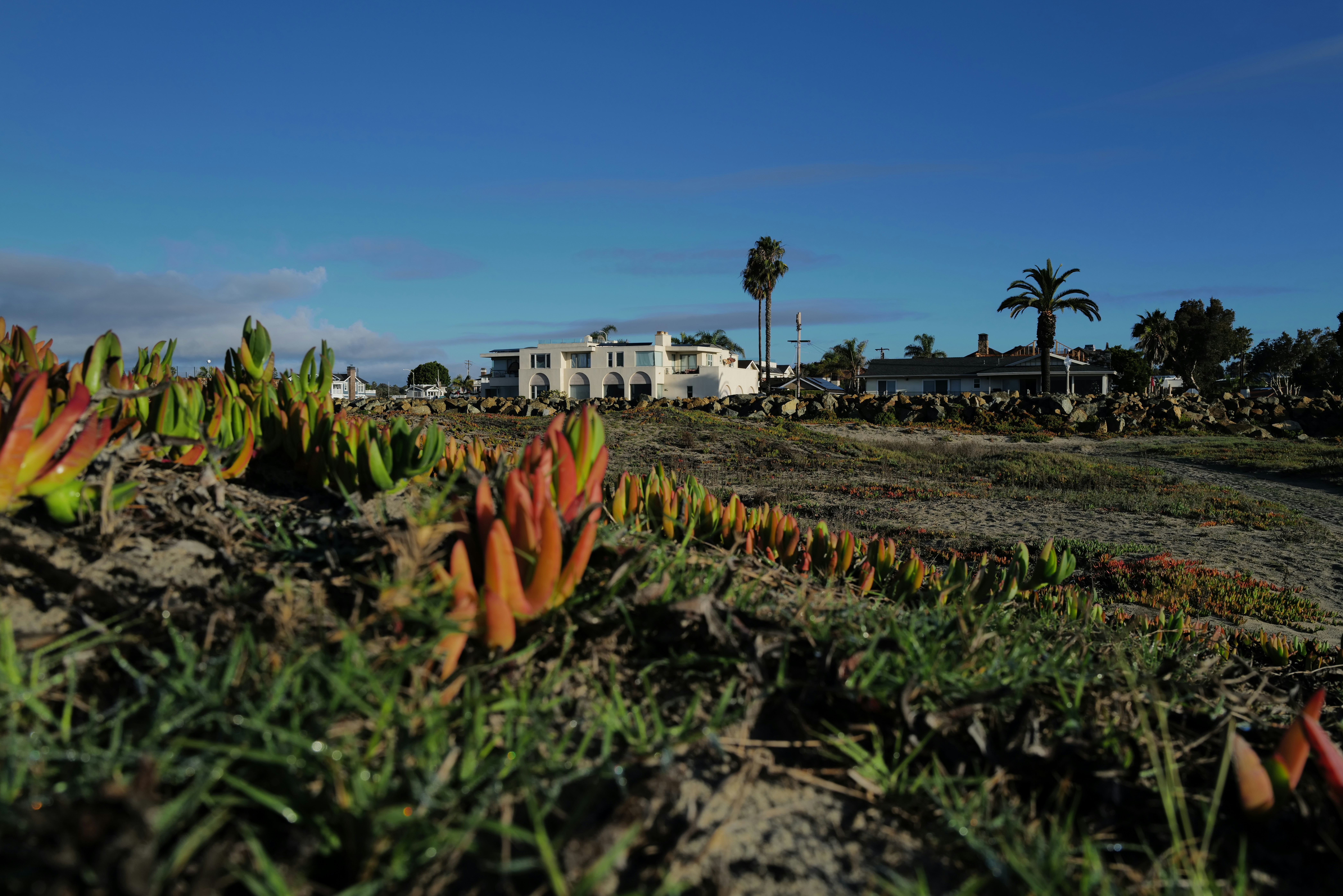 Coastal landscape with succulent plants and buildings.
