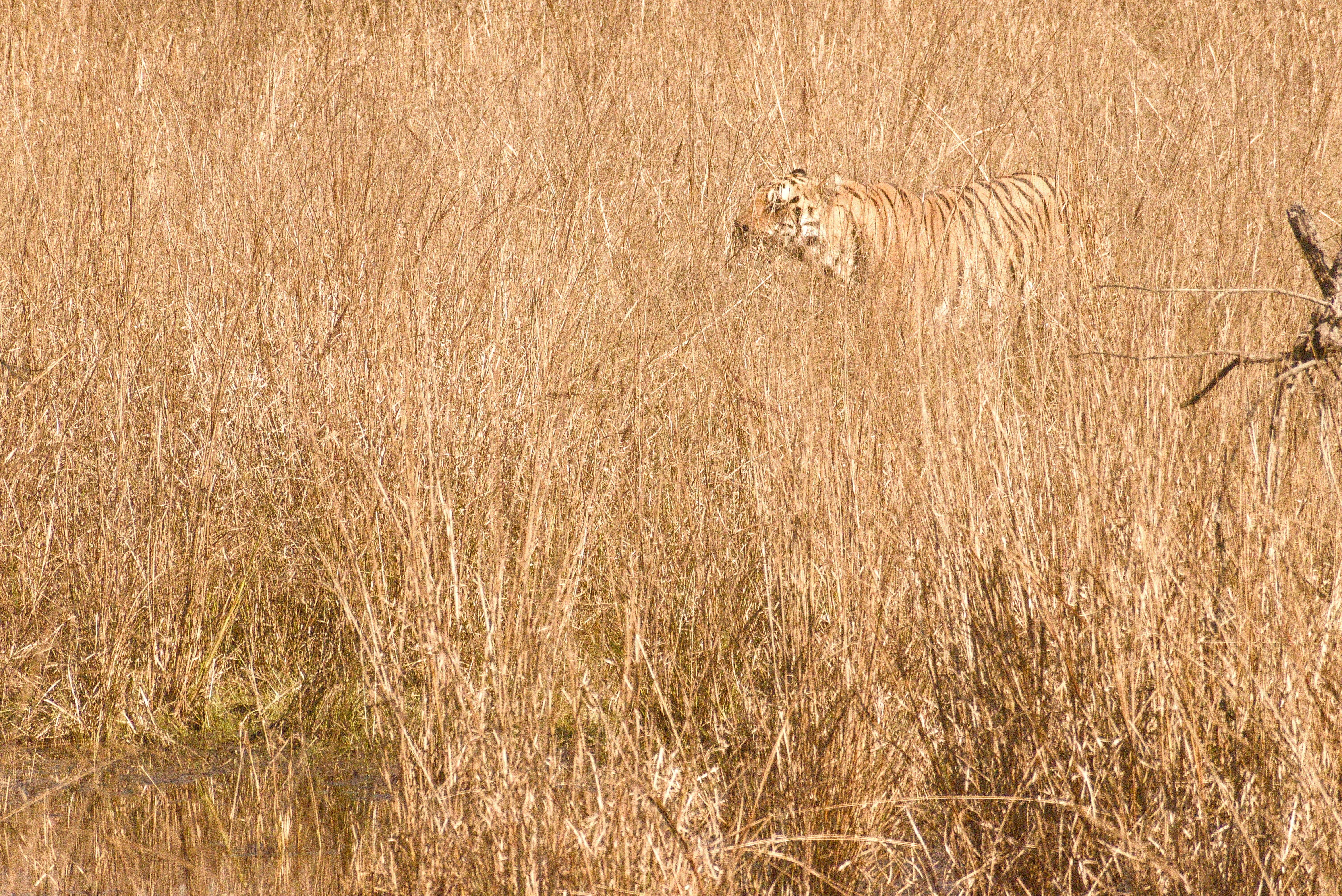 Tiger camouflaged in tall dry grass