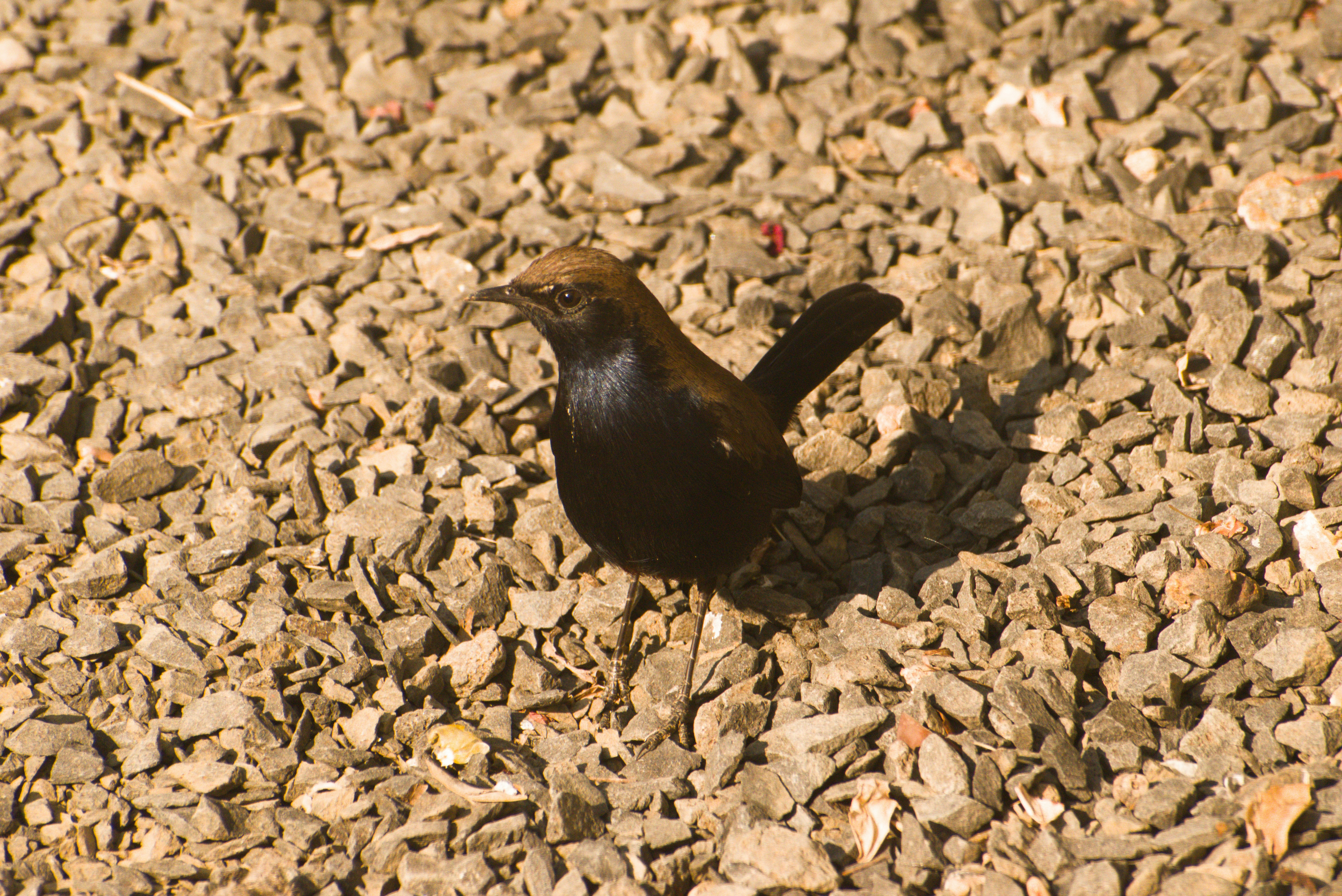 A small brown bird stands on gravel.