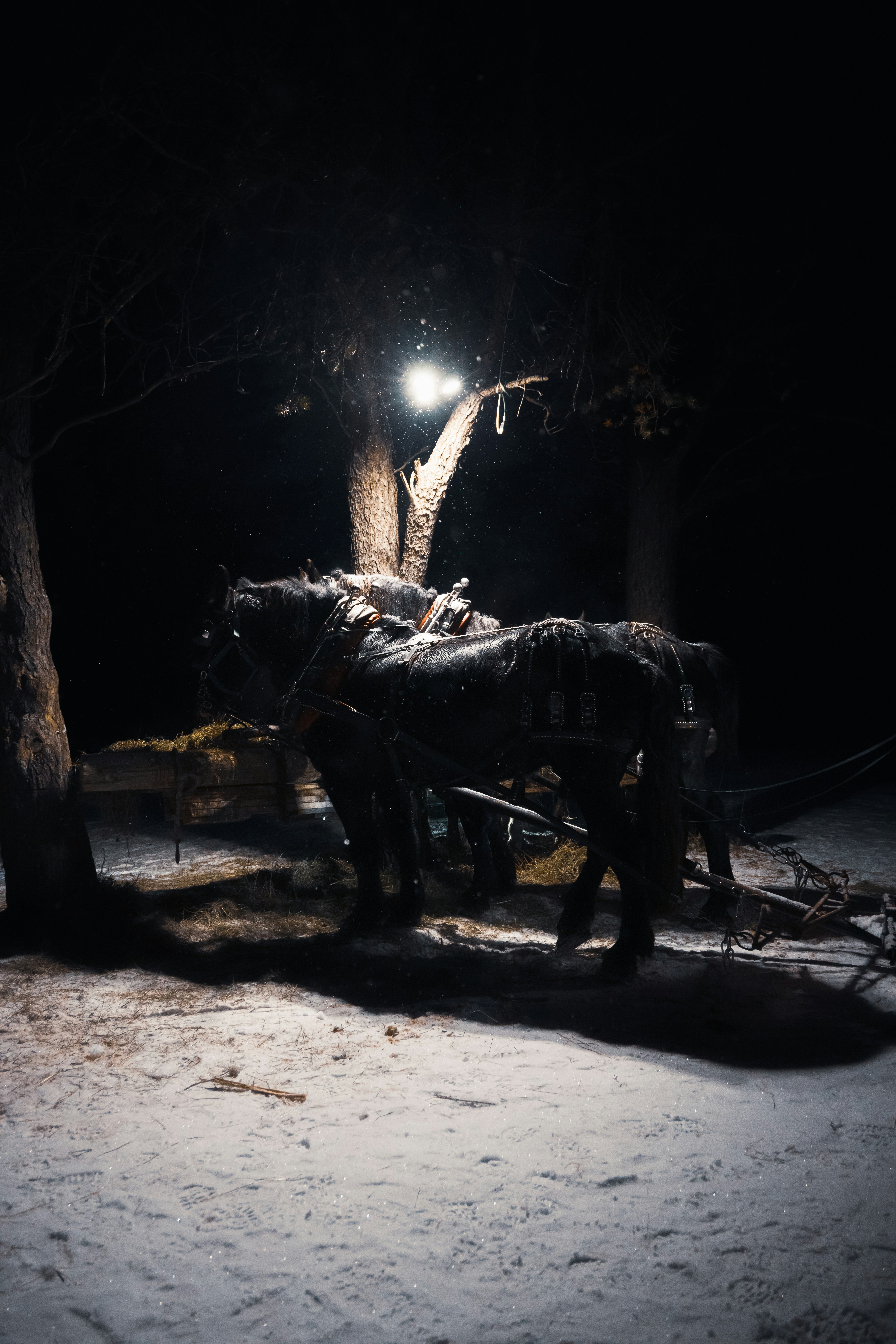 Two horses harnessed to a carriage at night.
