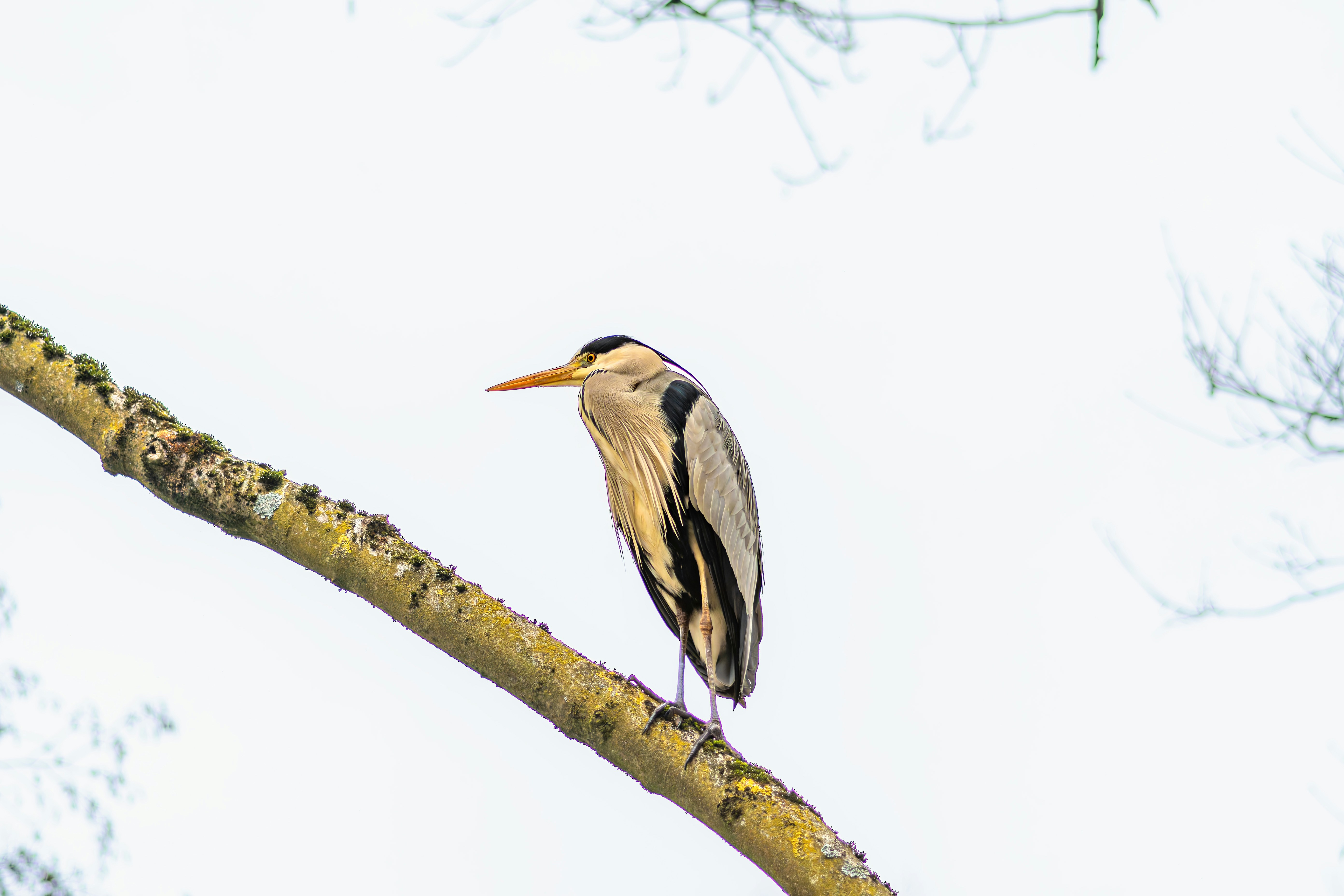 Photo by siegfriedpoepperl