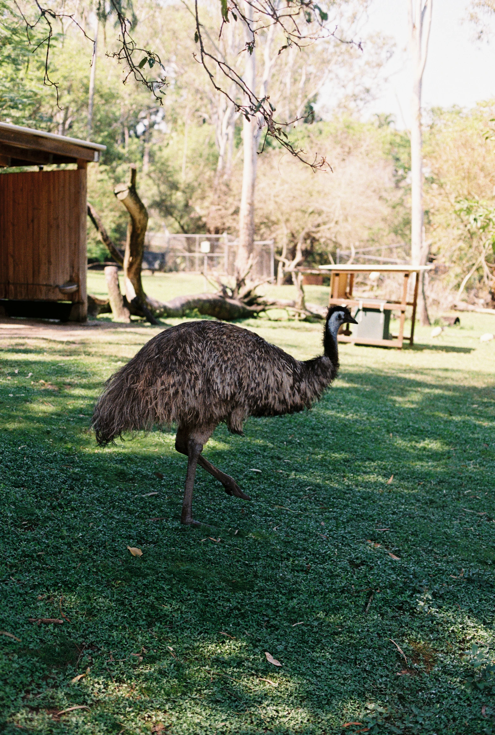 Emu's Morning Jailbreak Ends in a Drone-Assisted Police Chase