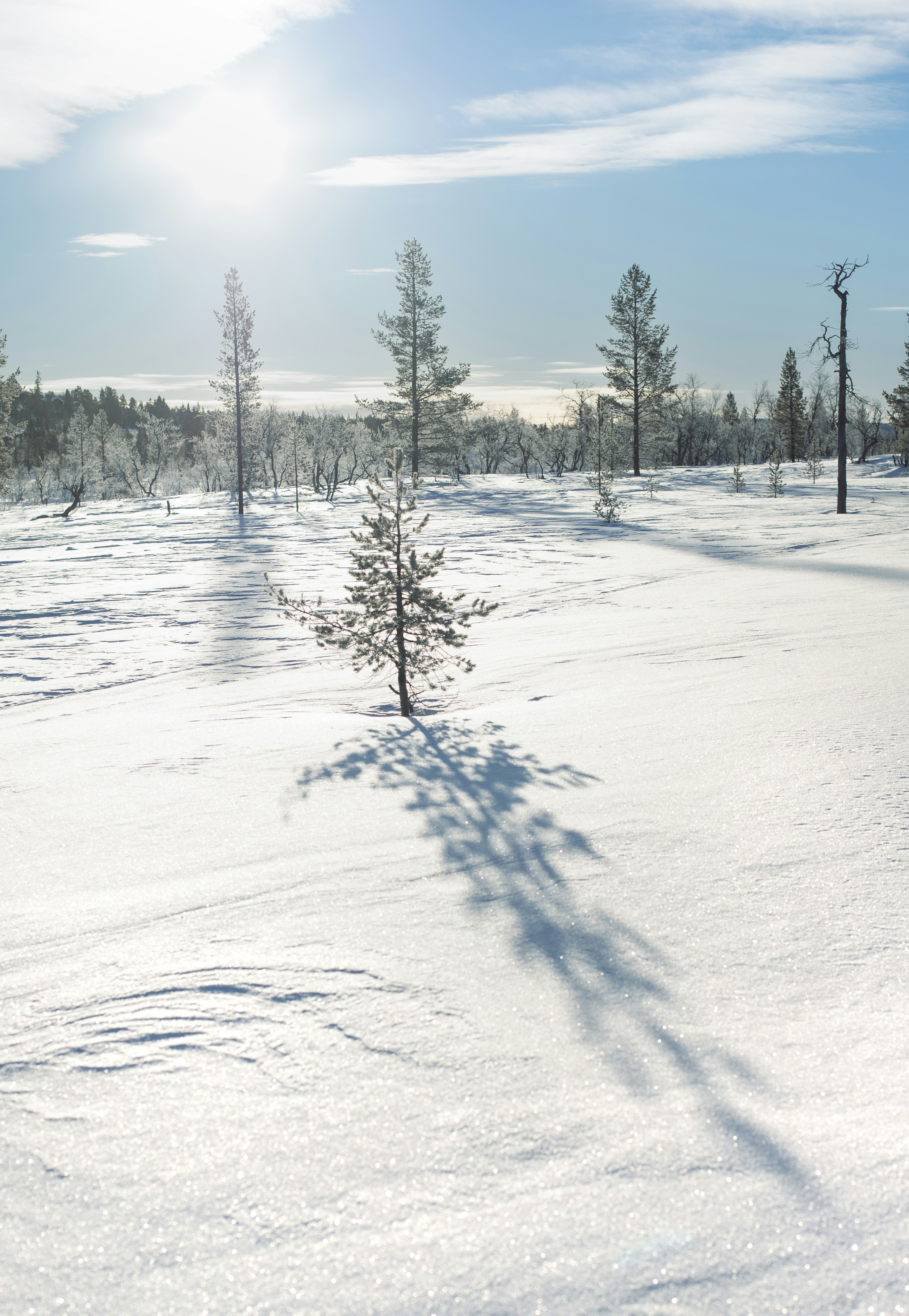 Snowy landscape with trees and long shadows.