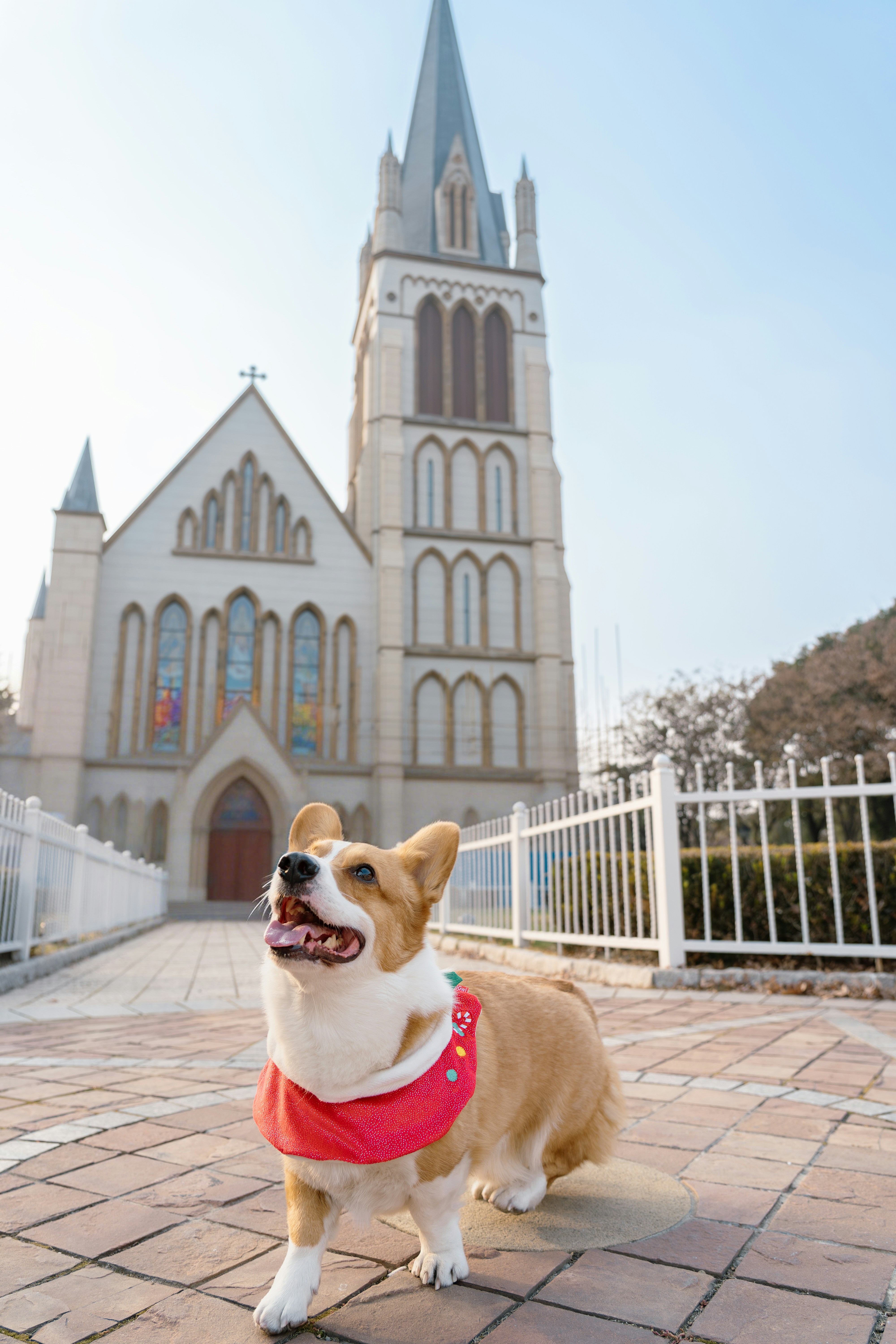 Corgi wearing a red bandana in front of a church