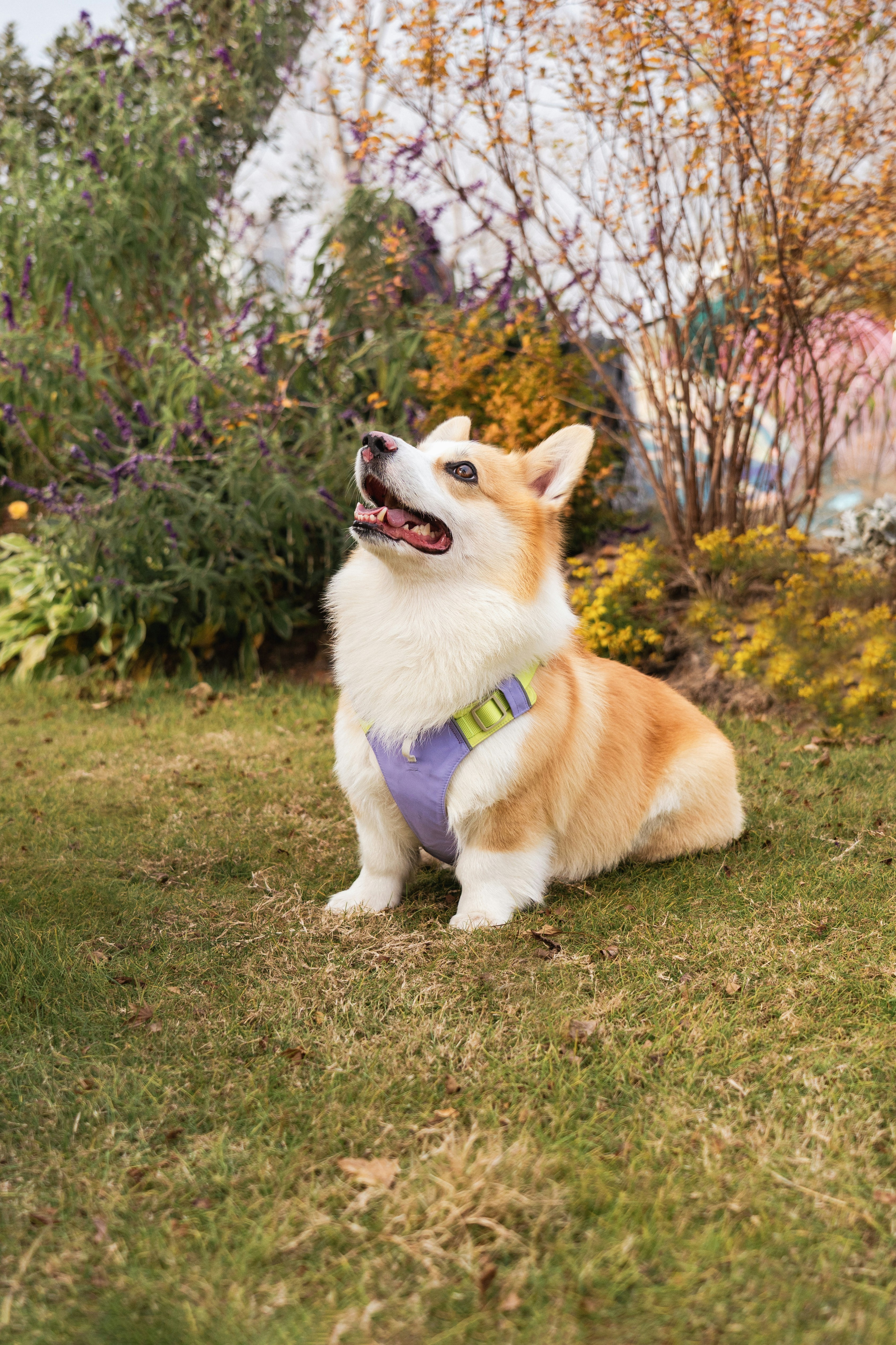 A corgi dog sits in a garden with colorful flowers.