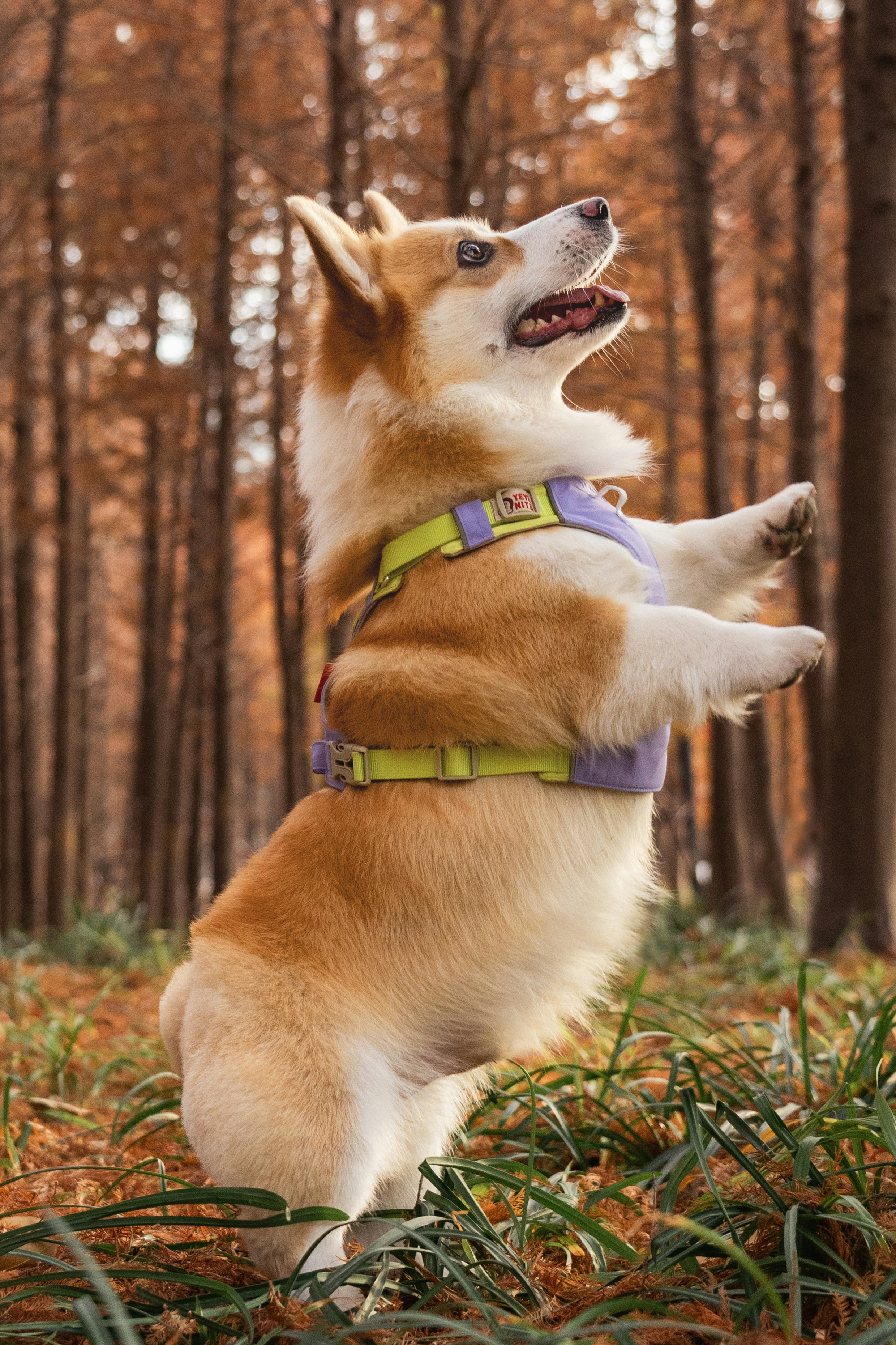 A corgi dog stands on hind legs in autumn forest.
