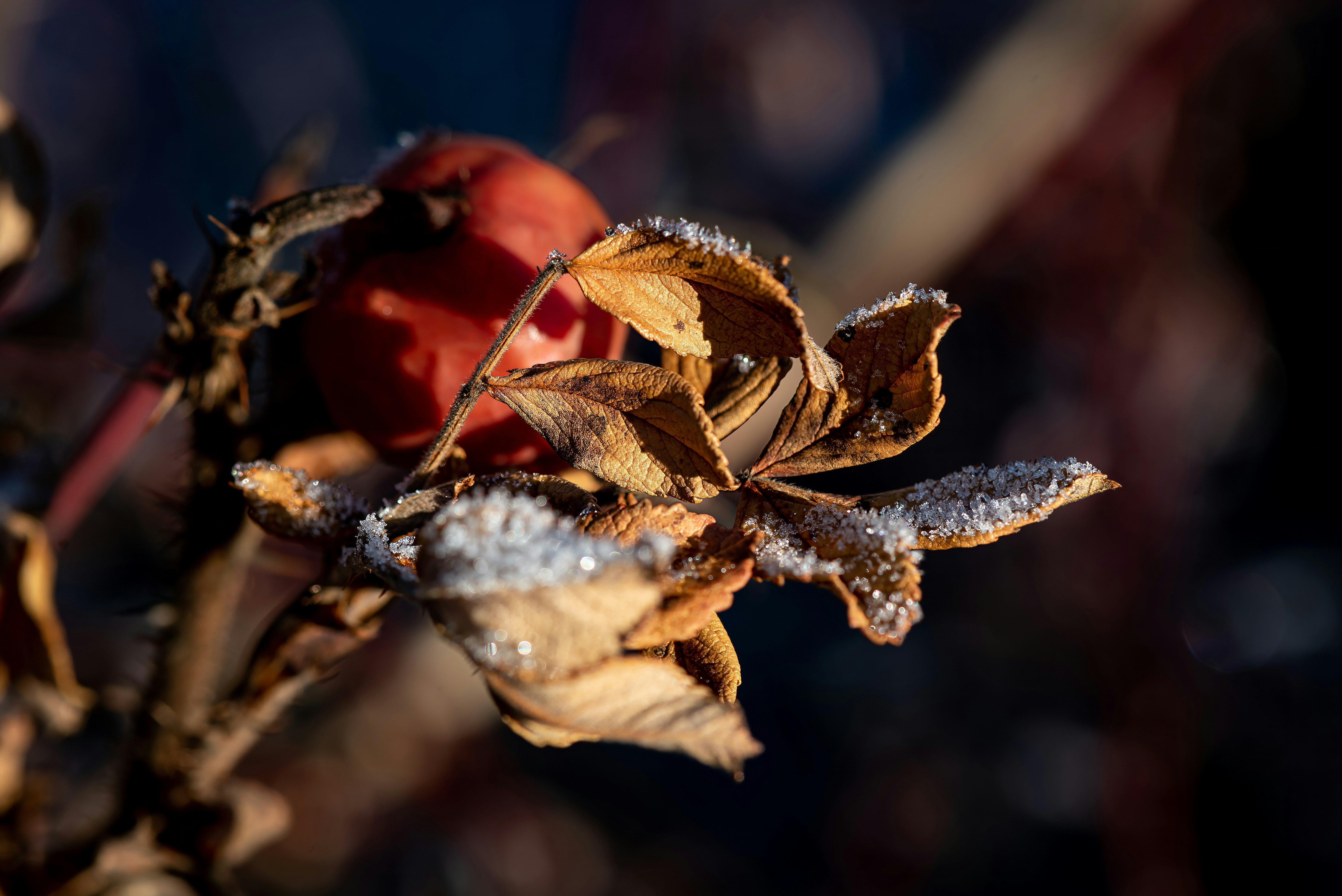 Frozen rose hip with frost crystals in winter sunlight