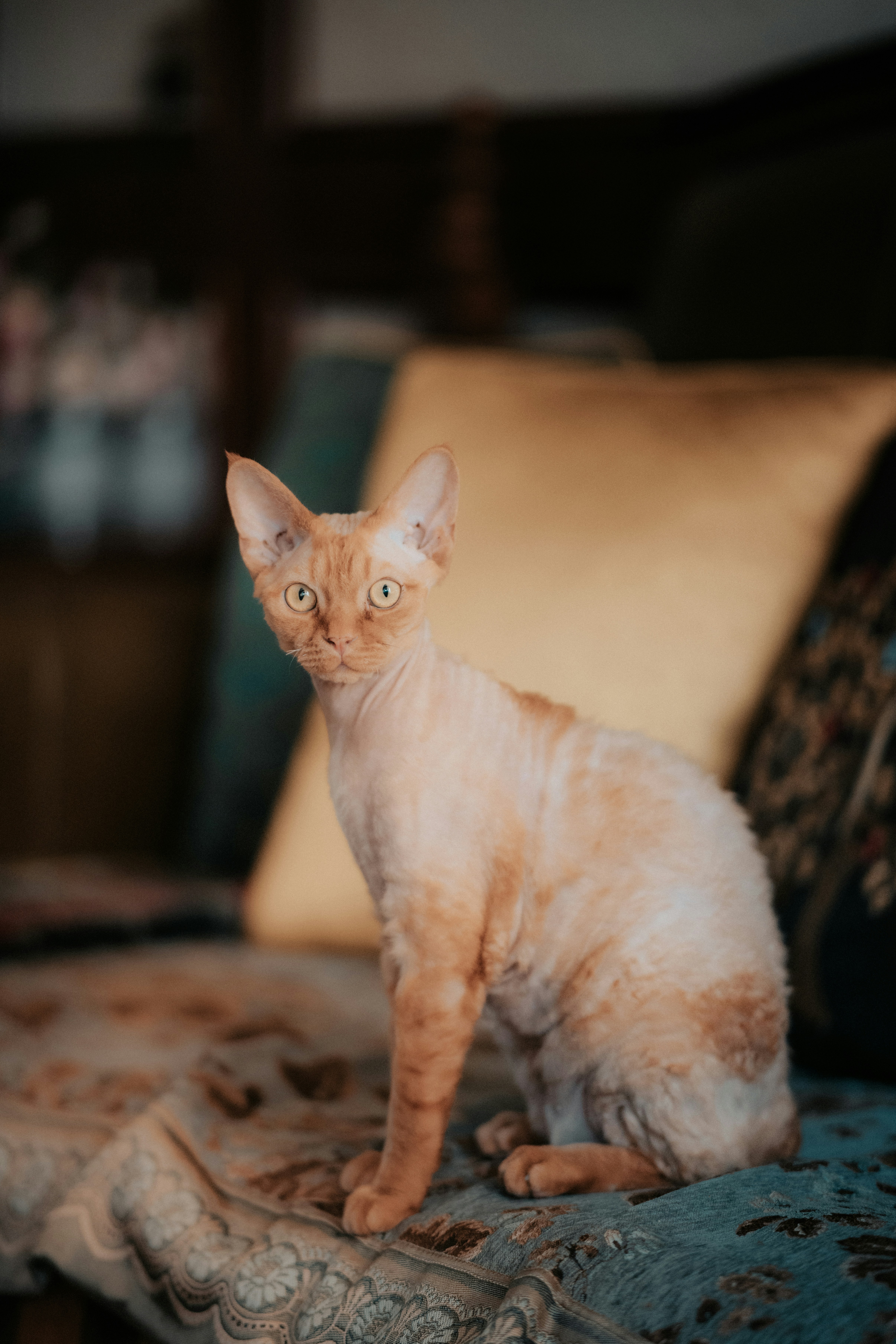 A short-haired orange cat sits on a patterned sofa.