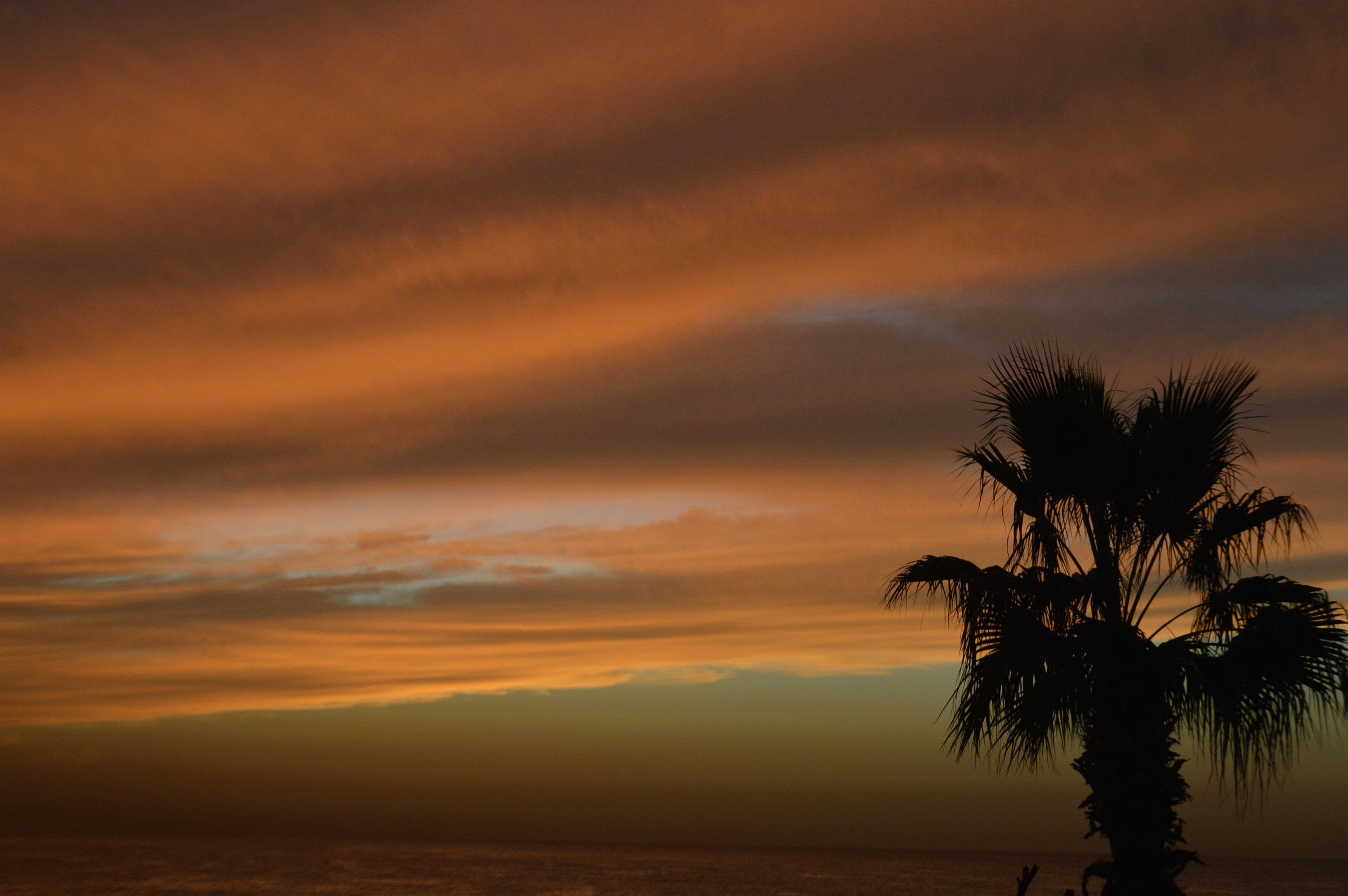 Silhouette of a palm tree against a colorful sunset sky.