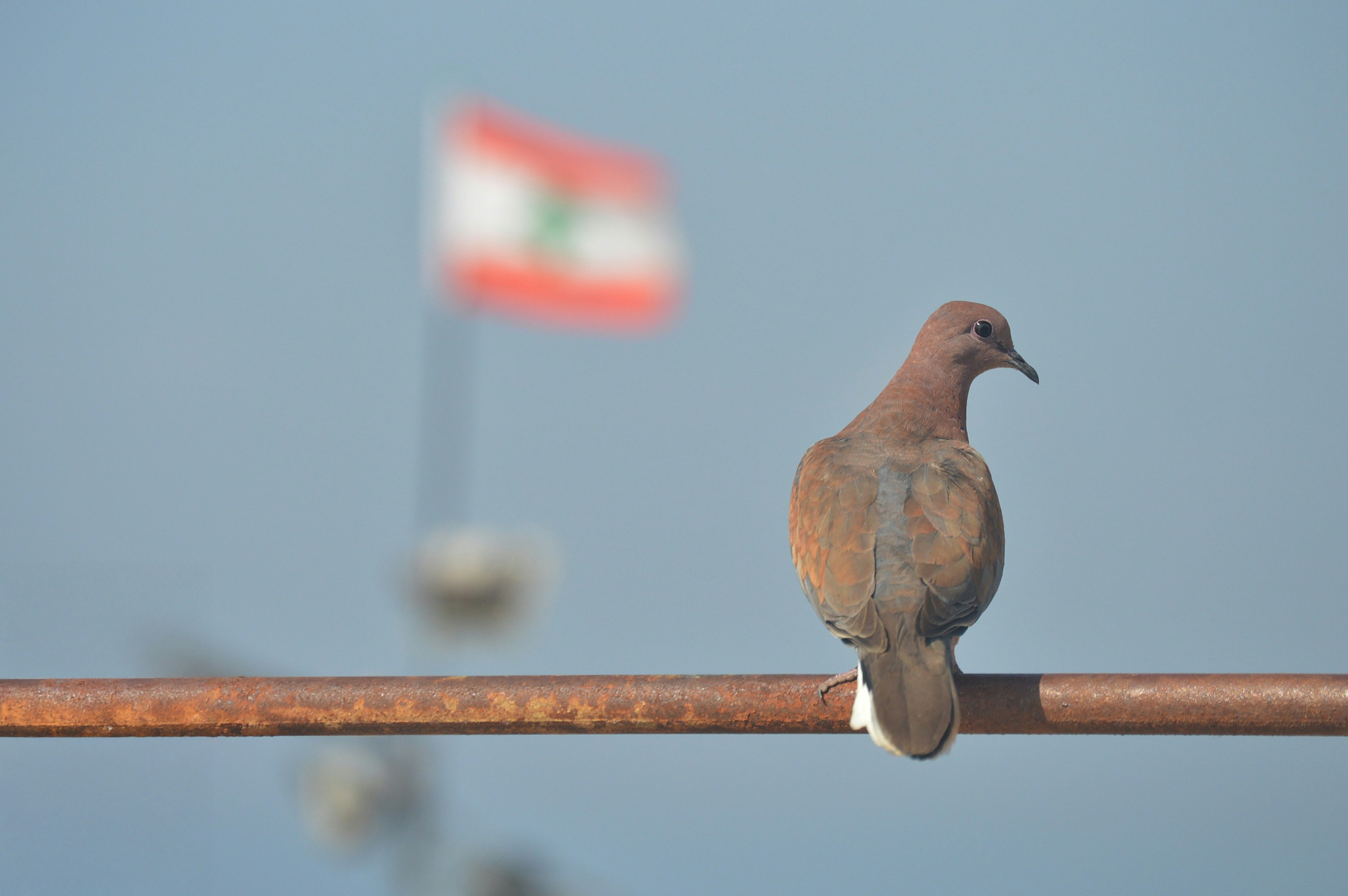 Dove perched on a railing with a flag behind