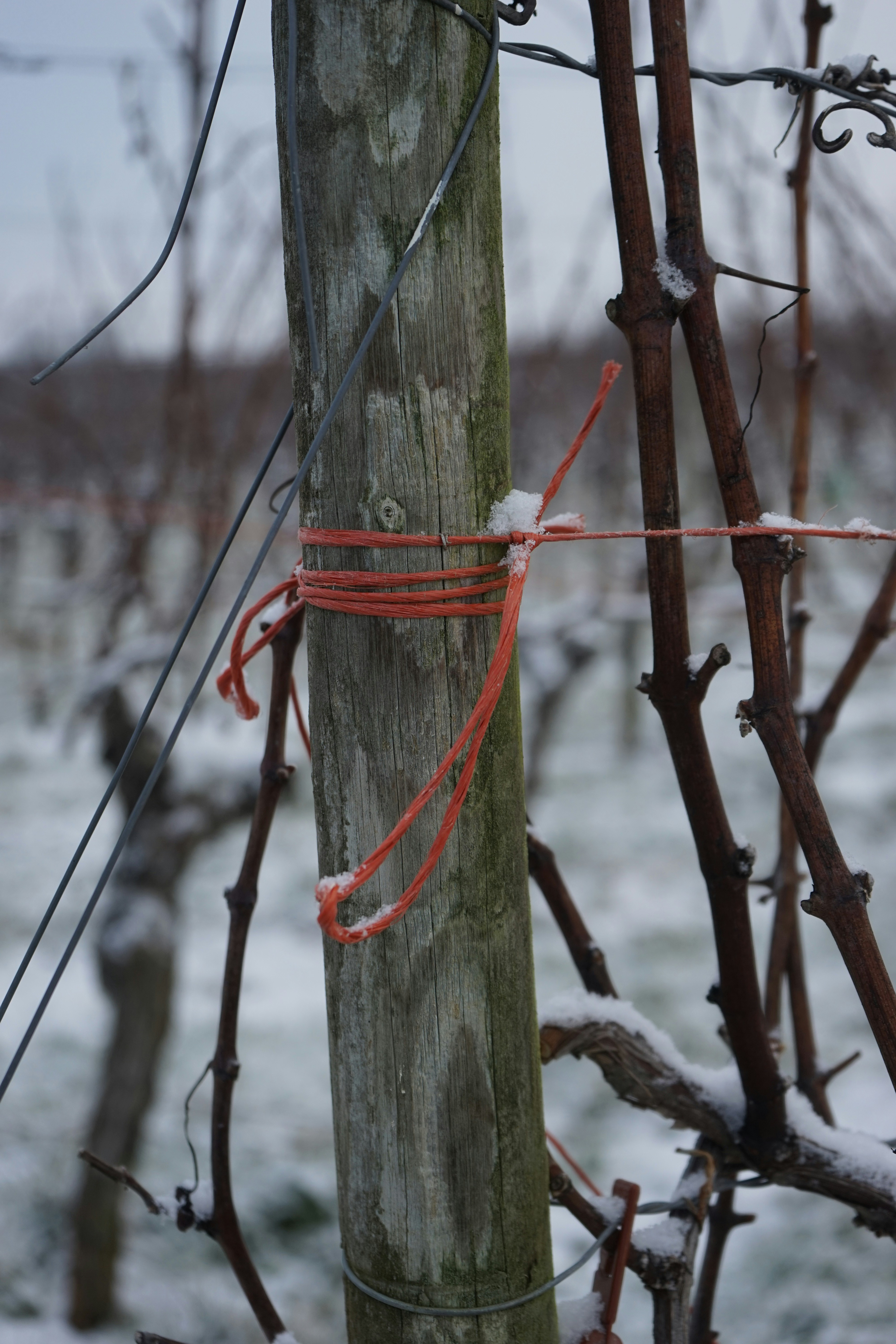 Wooden post with orange rope in a snowy vineyard.