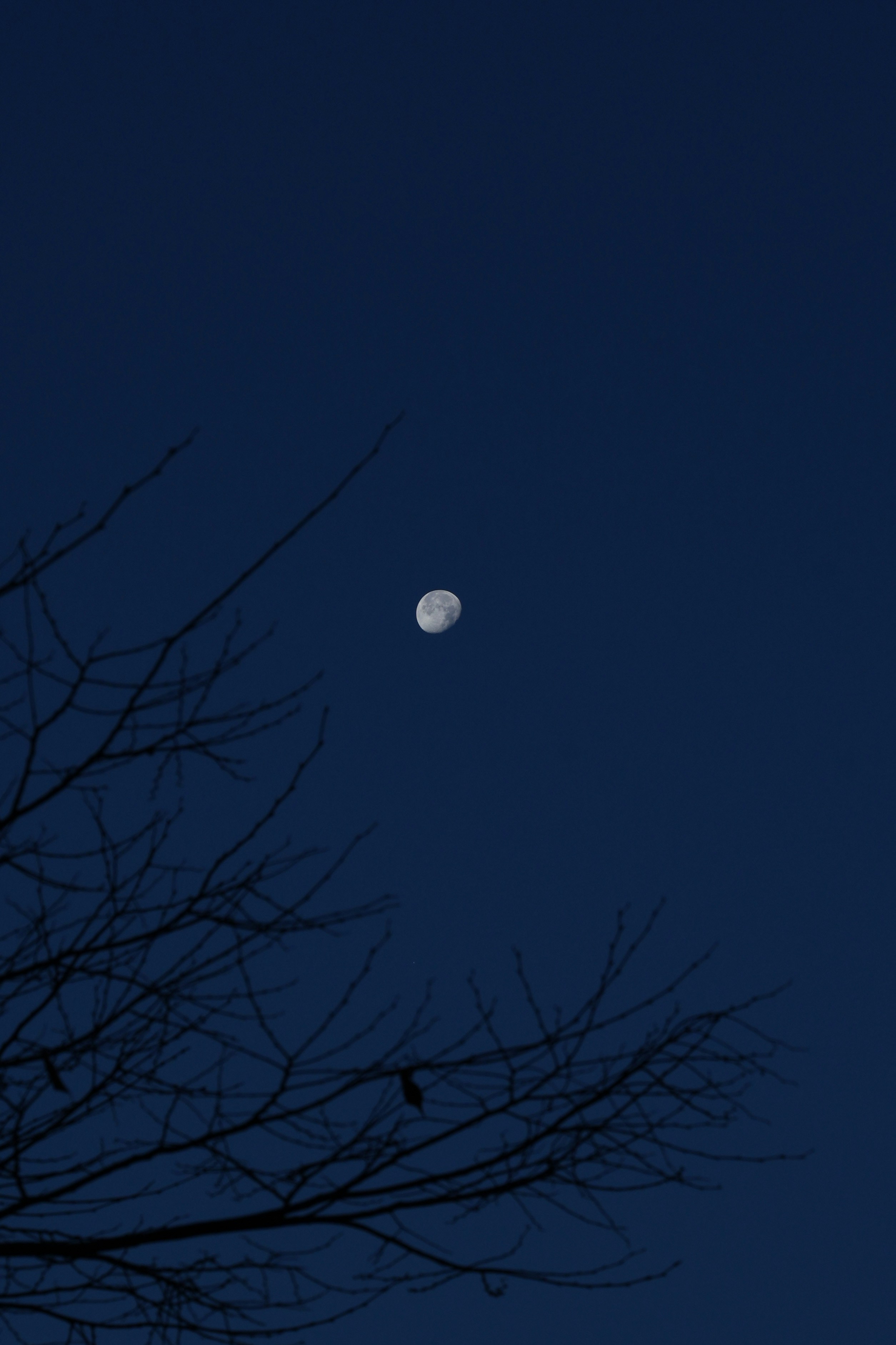 Moon in the dark night sky above tree branches
