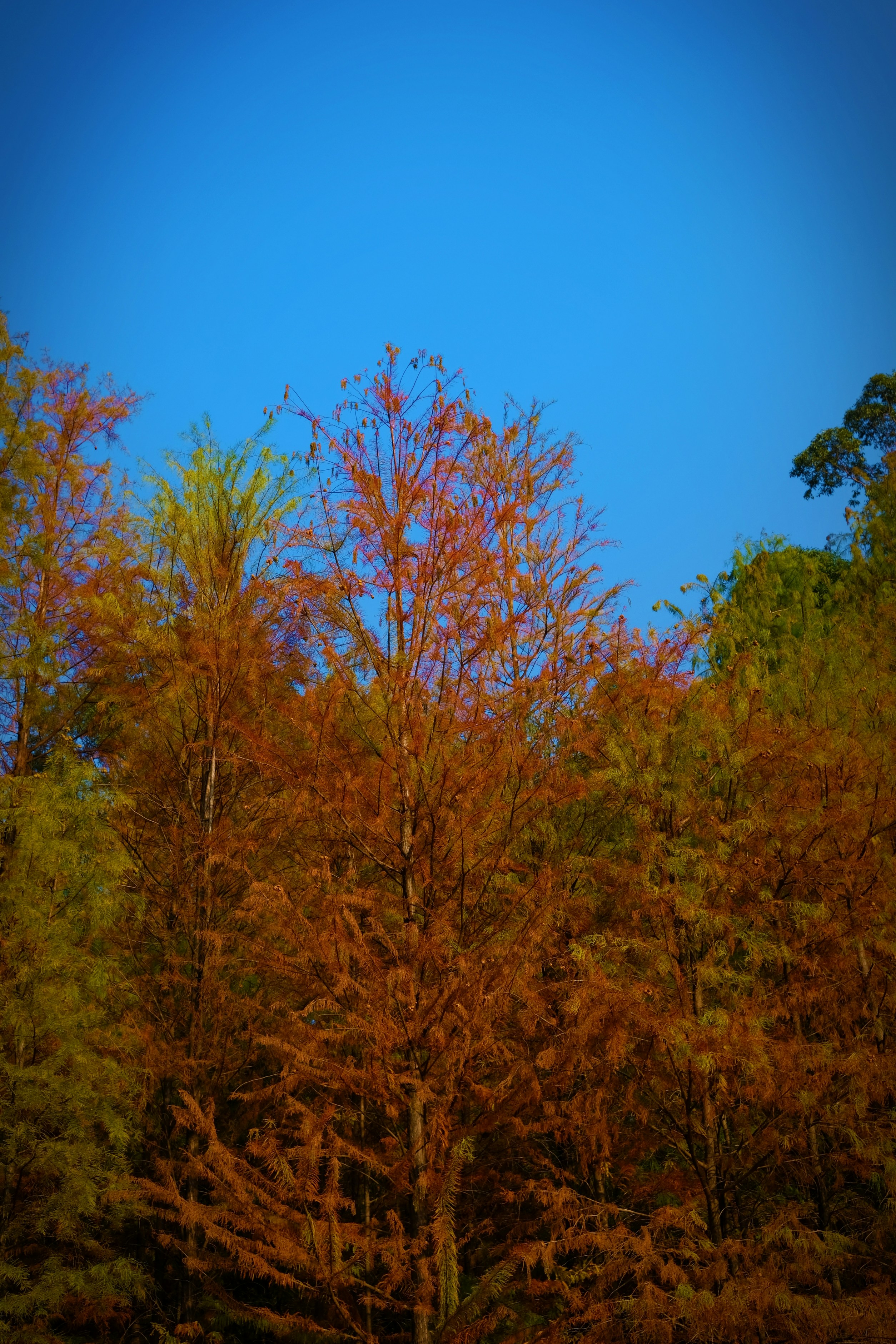 Autumn trees with vibrant orange and green foliage