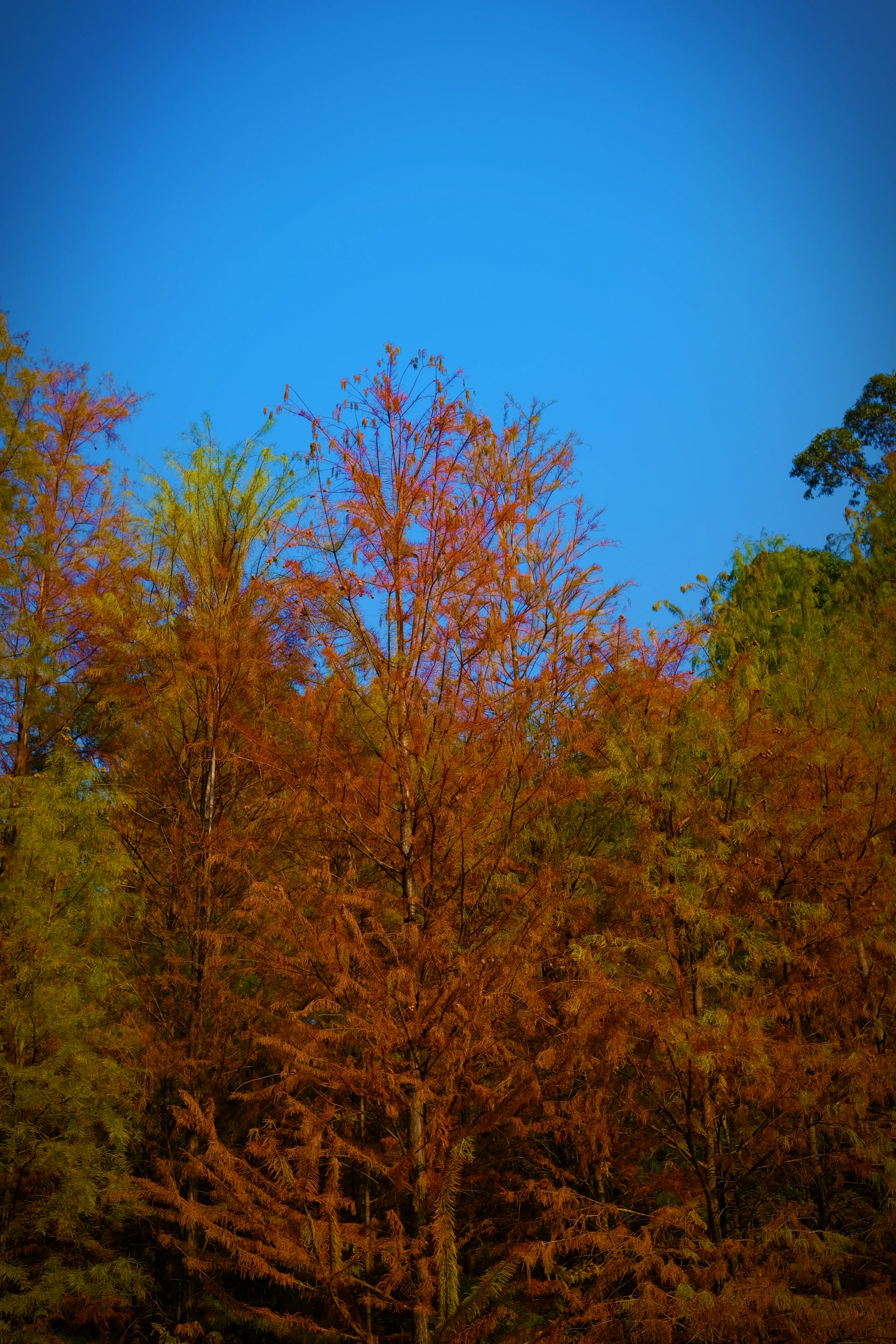 Autumn trees with vibrant orange and green foliage