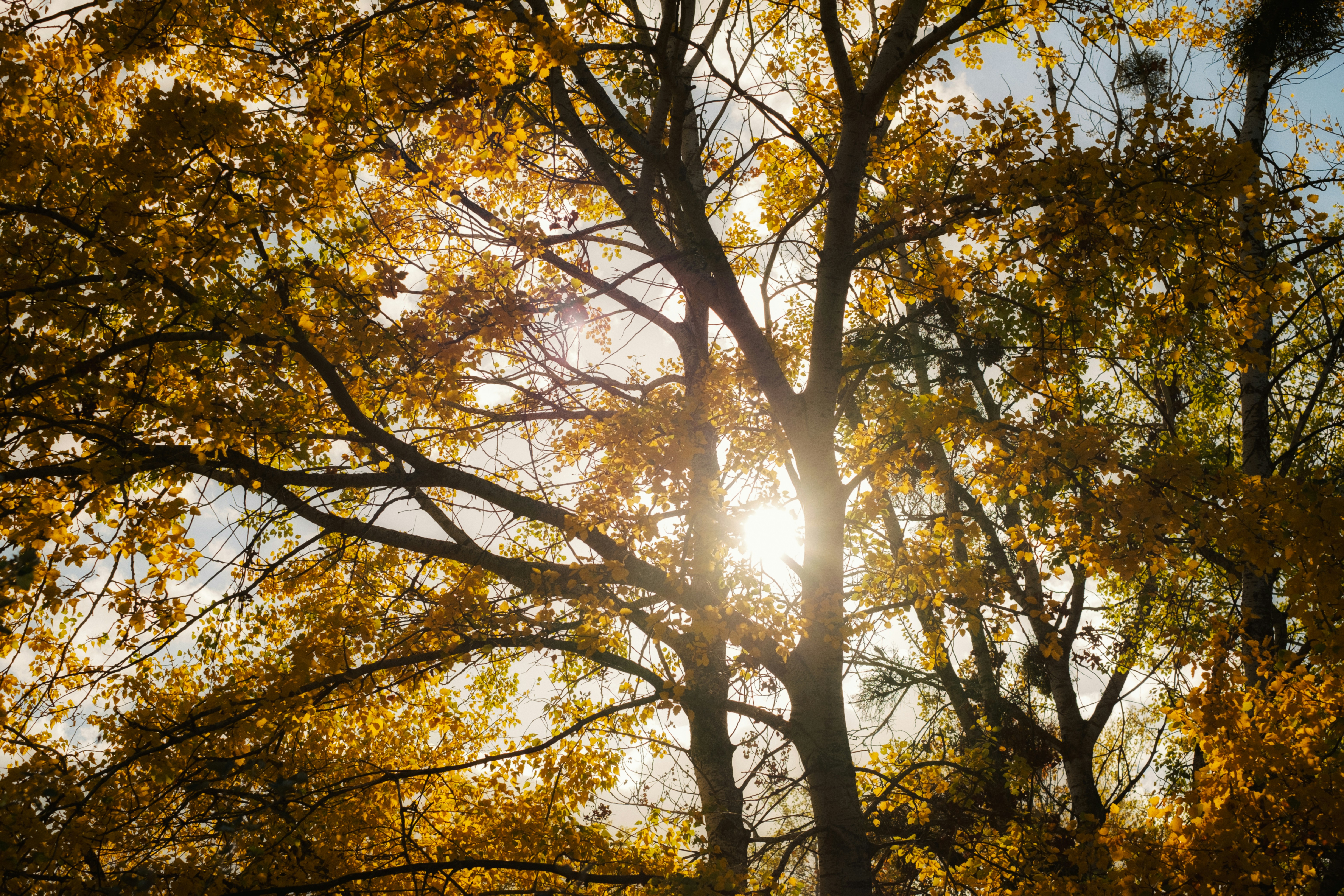 Sunlight shines through autumn tree branches with golden leaves.