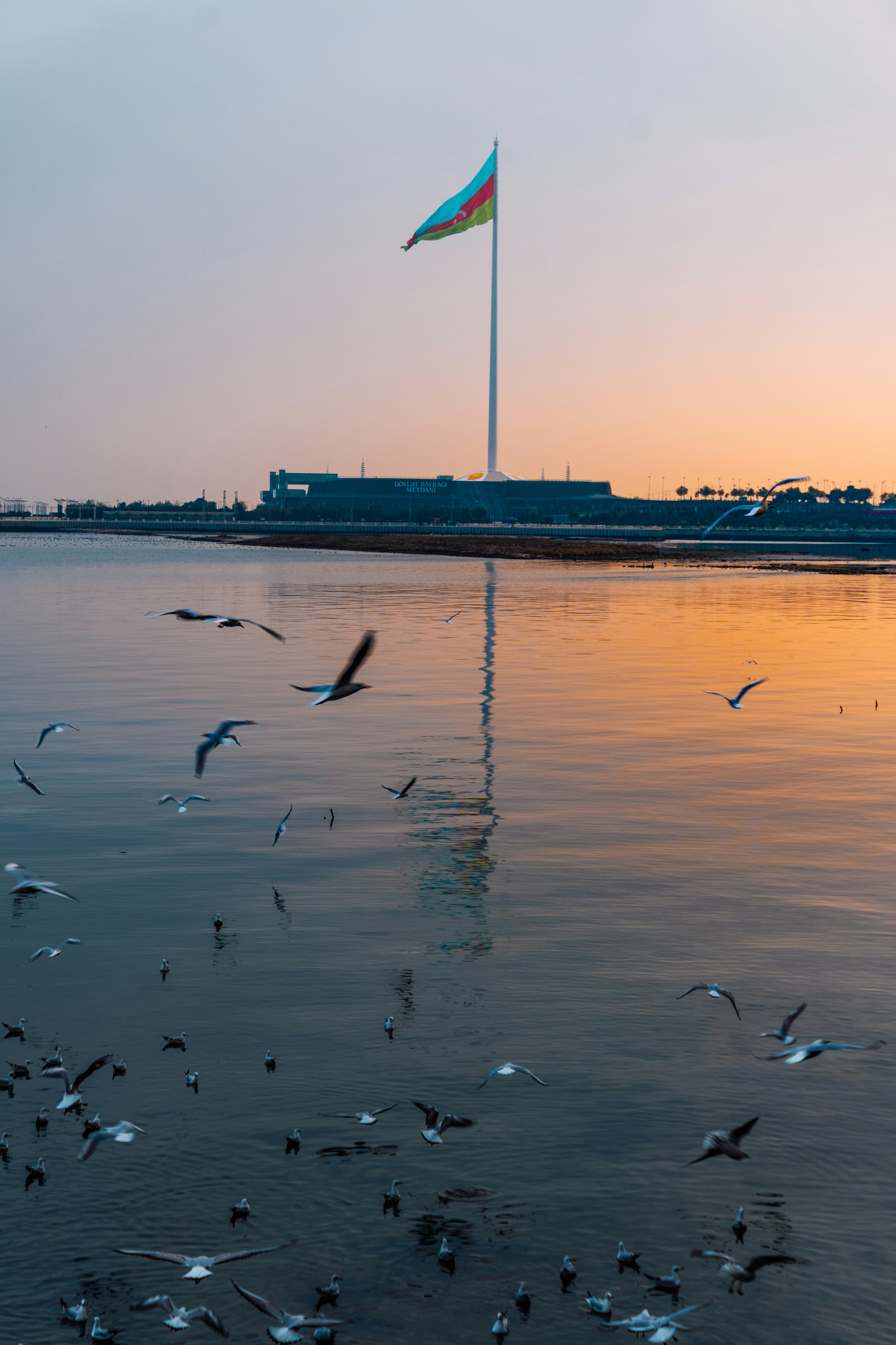 Flock of seagulls flies near a flag at sunset.