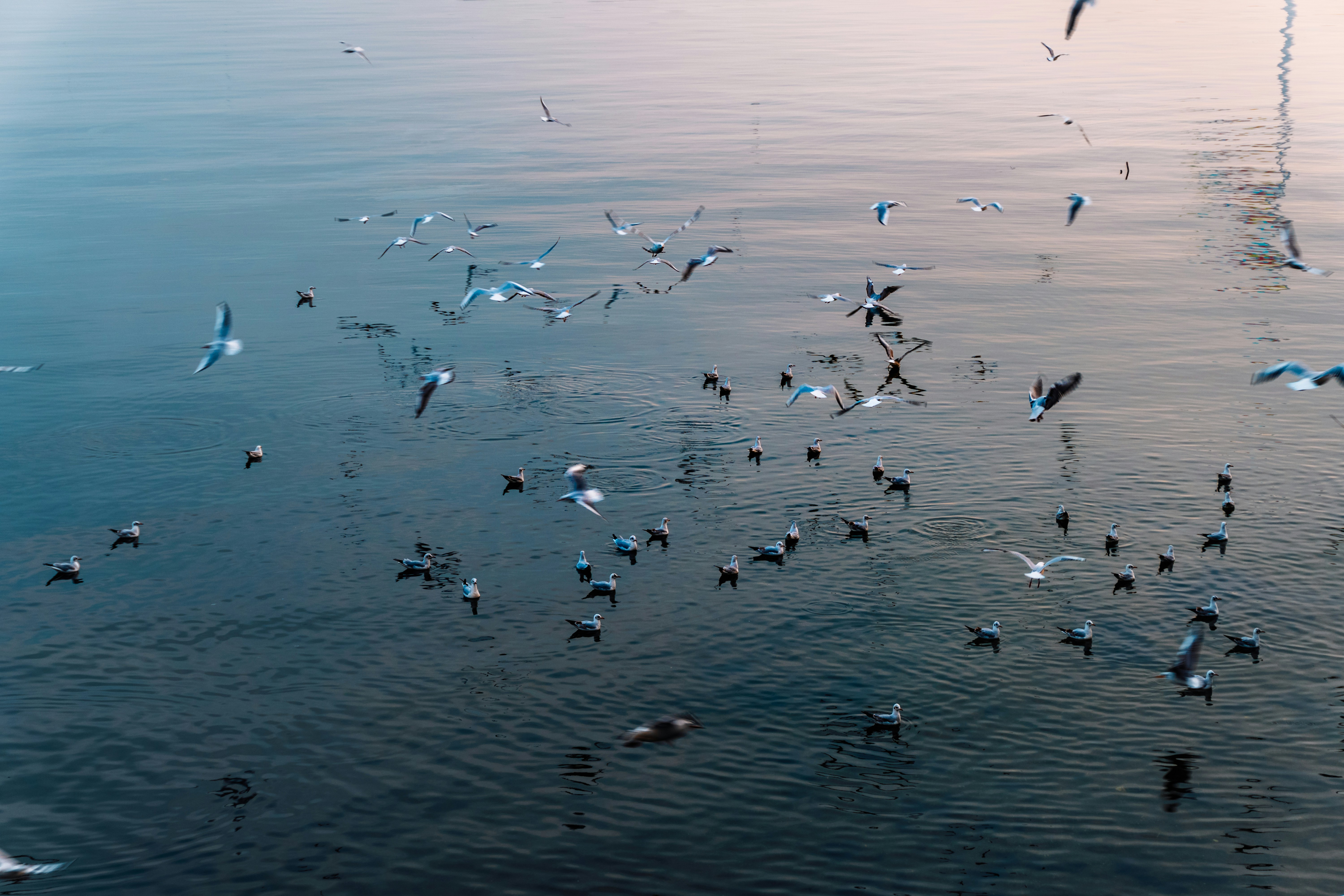 Flock of seagulls flying over the water