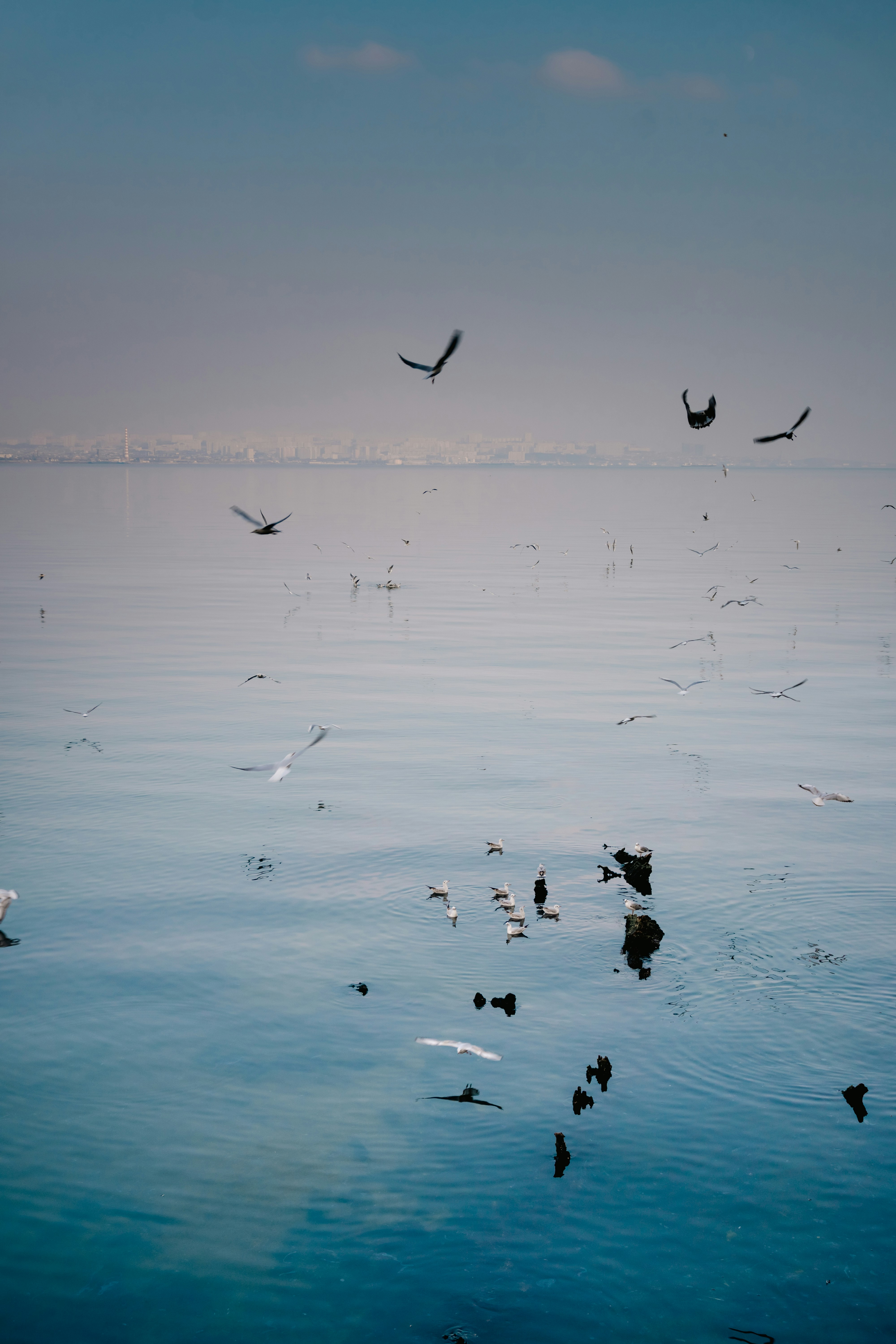 Flock of birds flying over calm blue water.