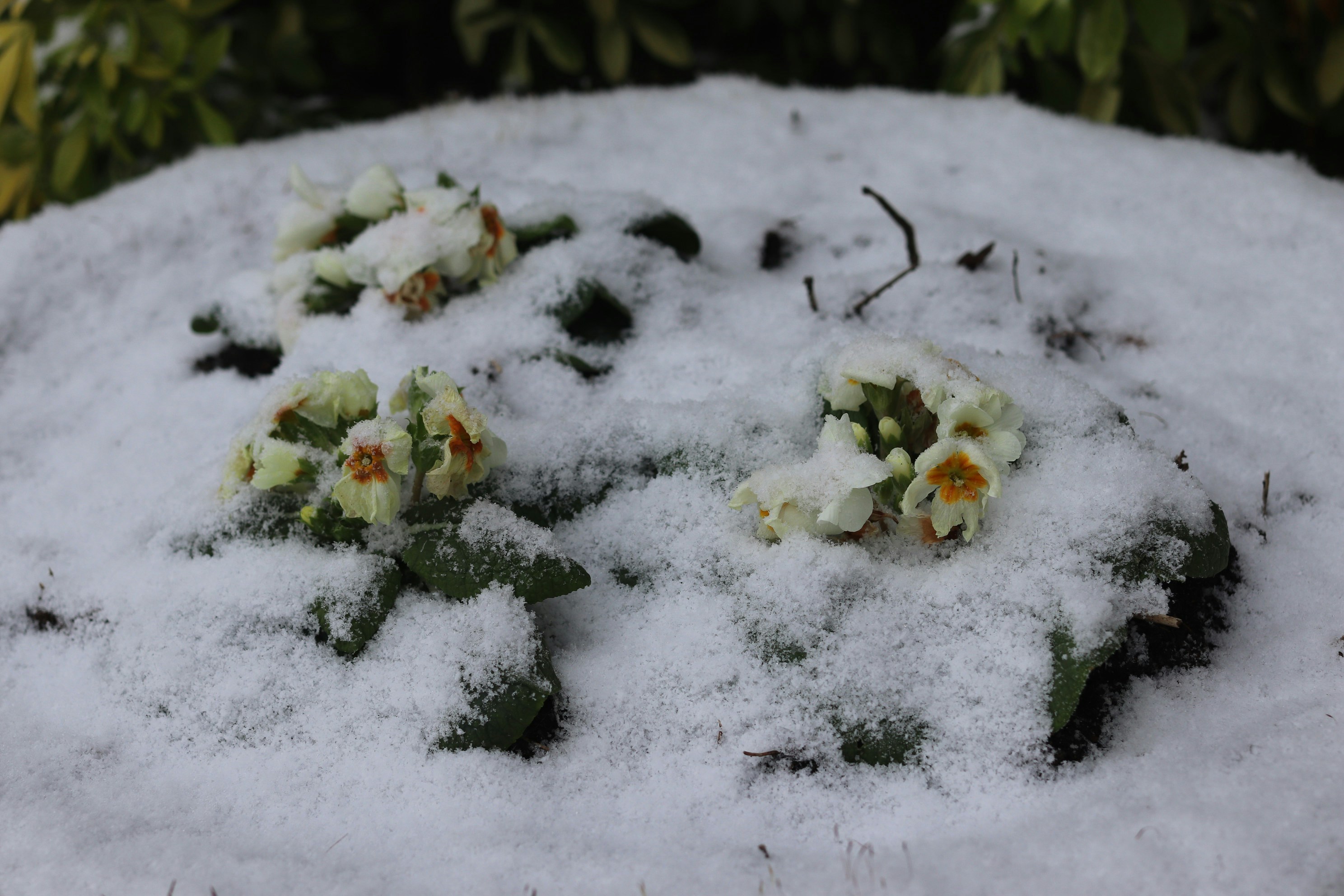 Flores amarillas cubiertas por una manta de nieve
