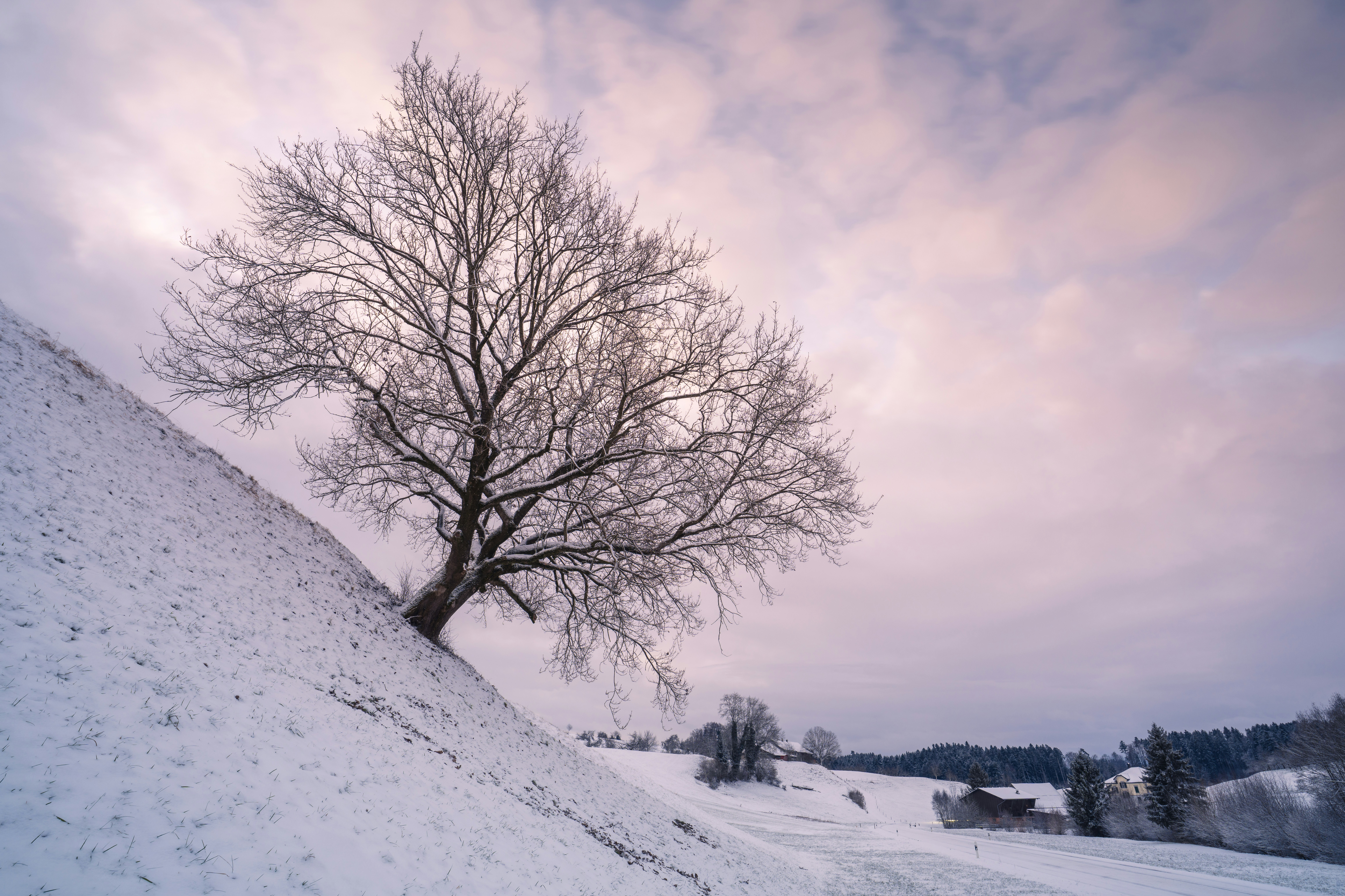 Bare tree on a snowy hill under a cloudy sky