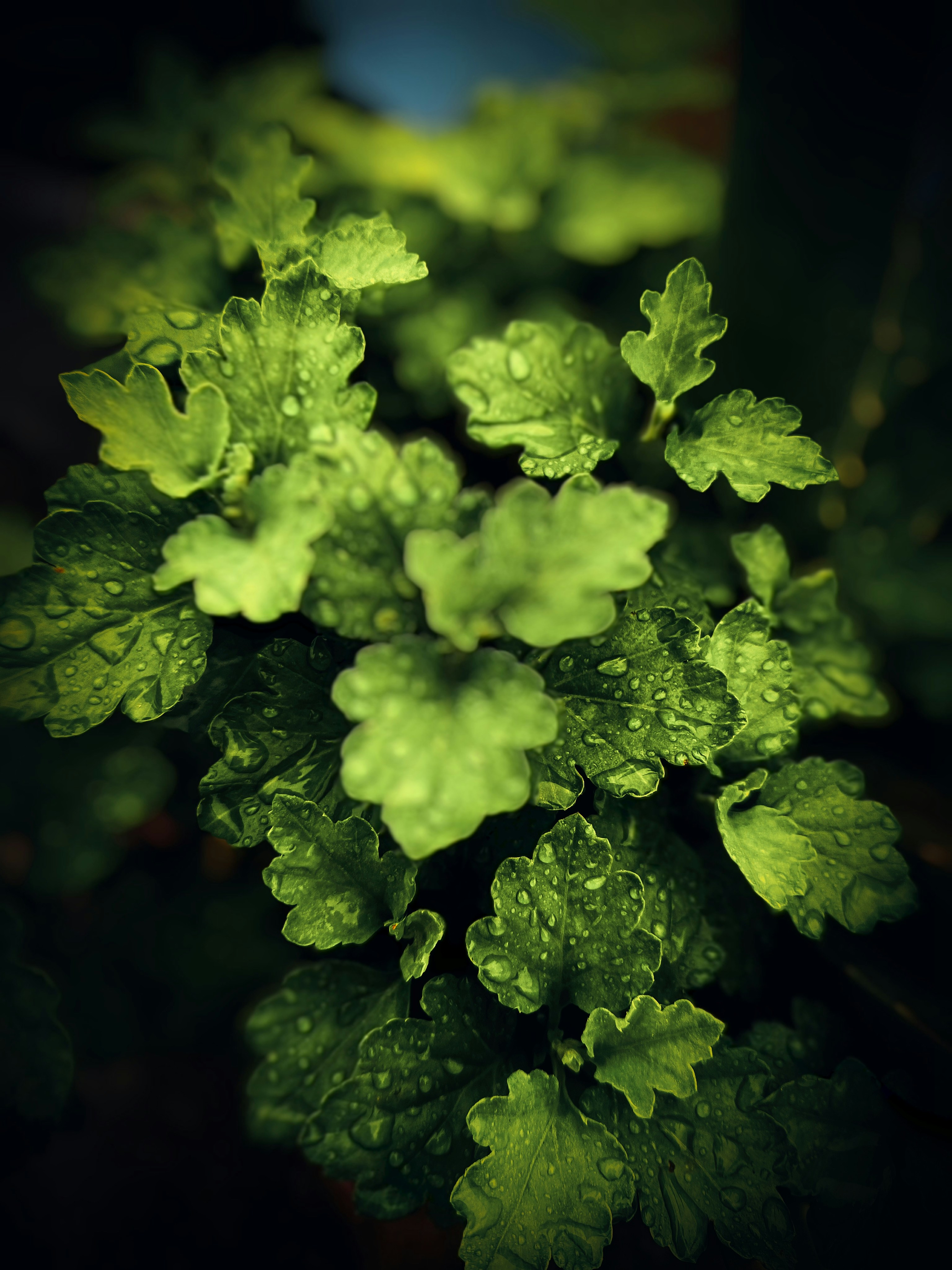 Operational Checklist: Running Short‑Form Live Drops on Telegram in 2026 — Tools, Tests & Metrics