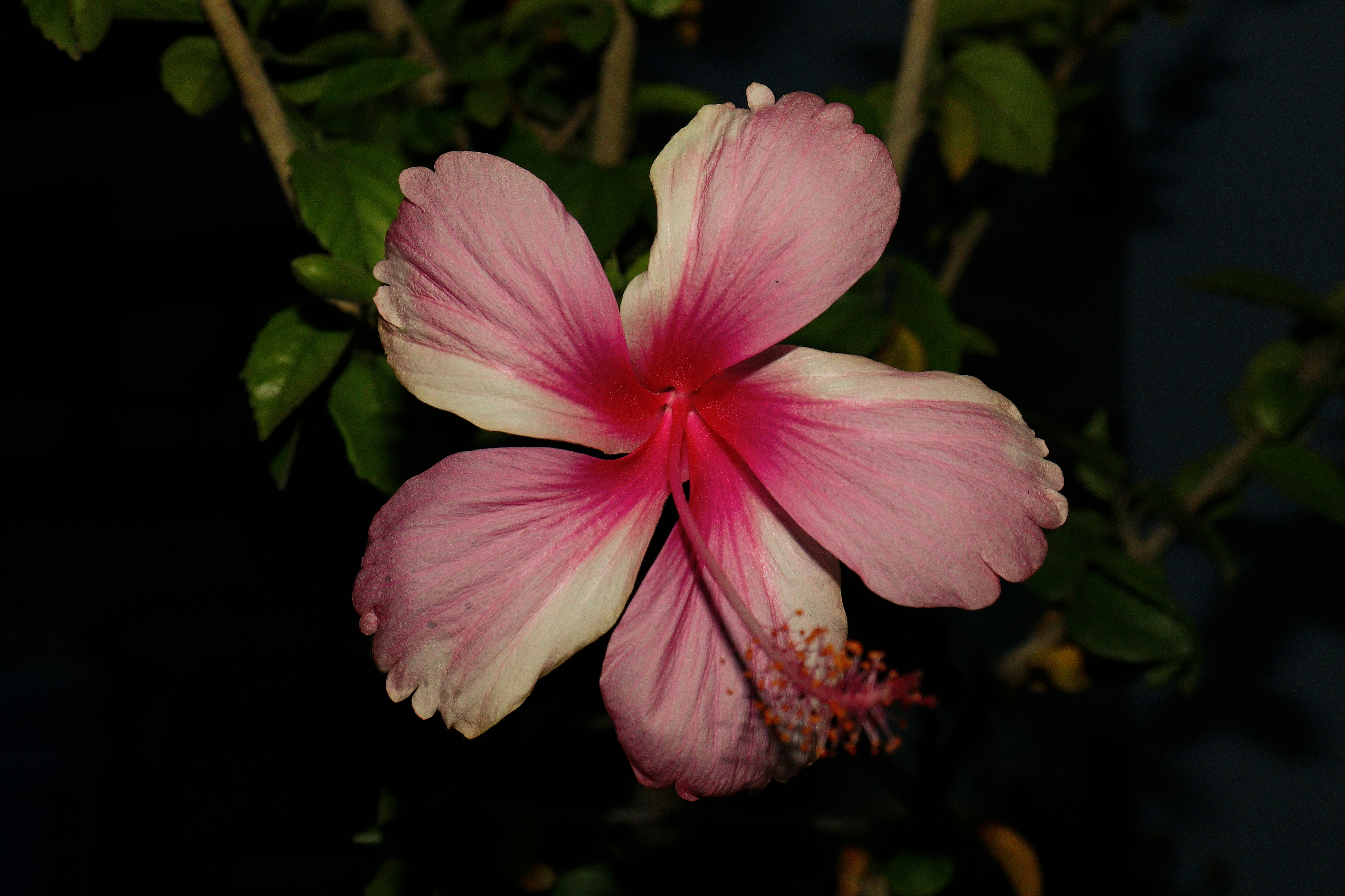 Photo by dpkvishwakarma04