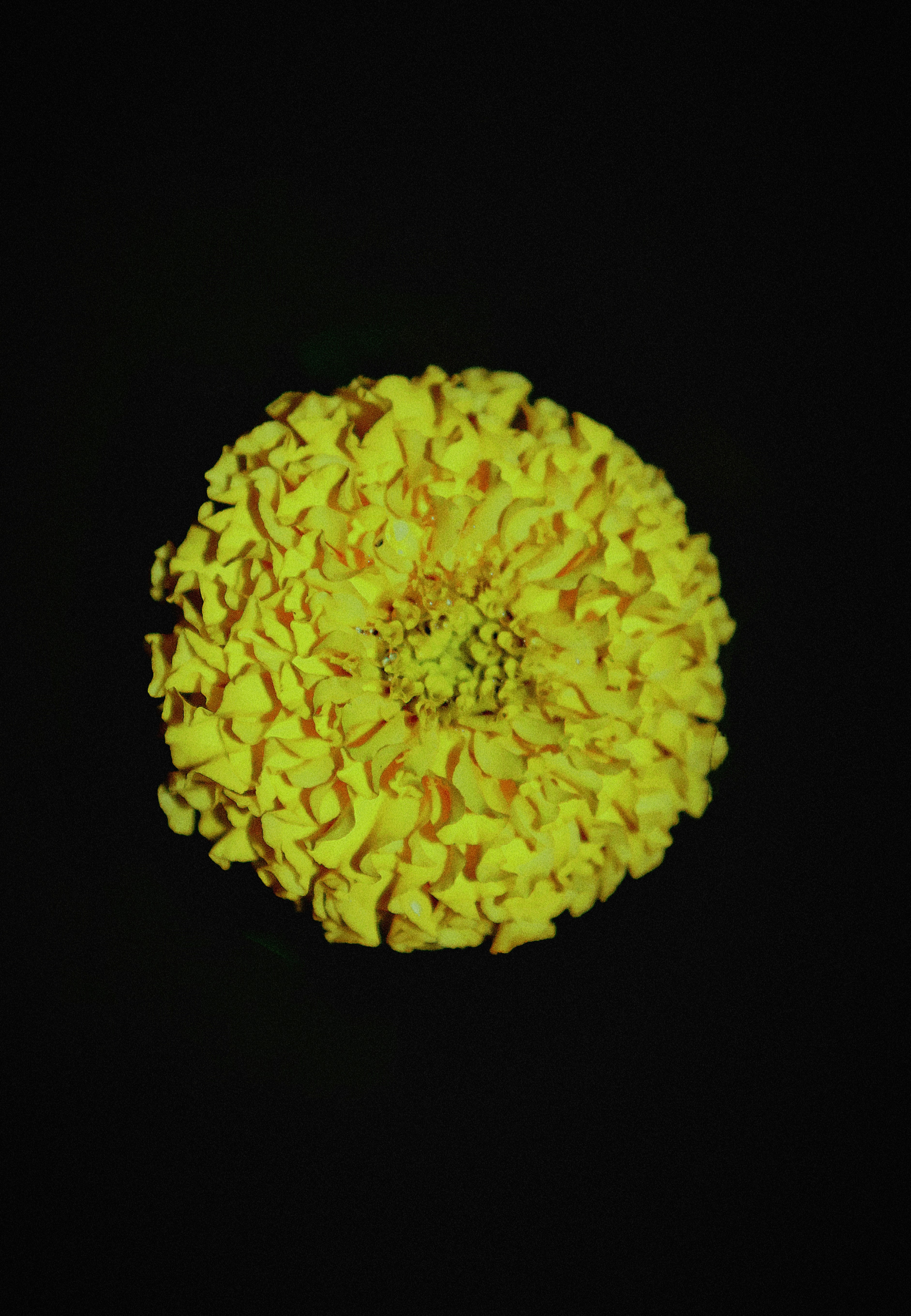 Eine leuchtend gelbe Ringelblume auf schwarzem Hintergrund