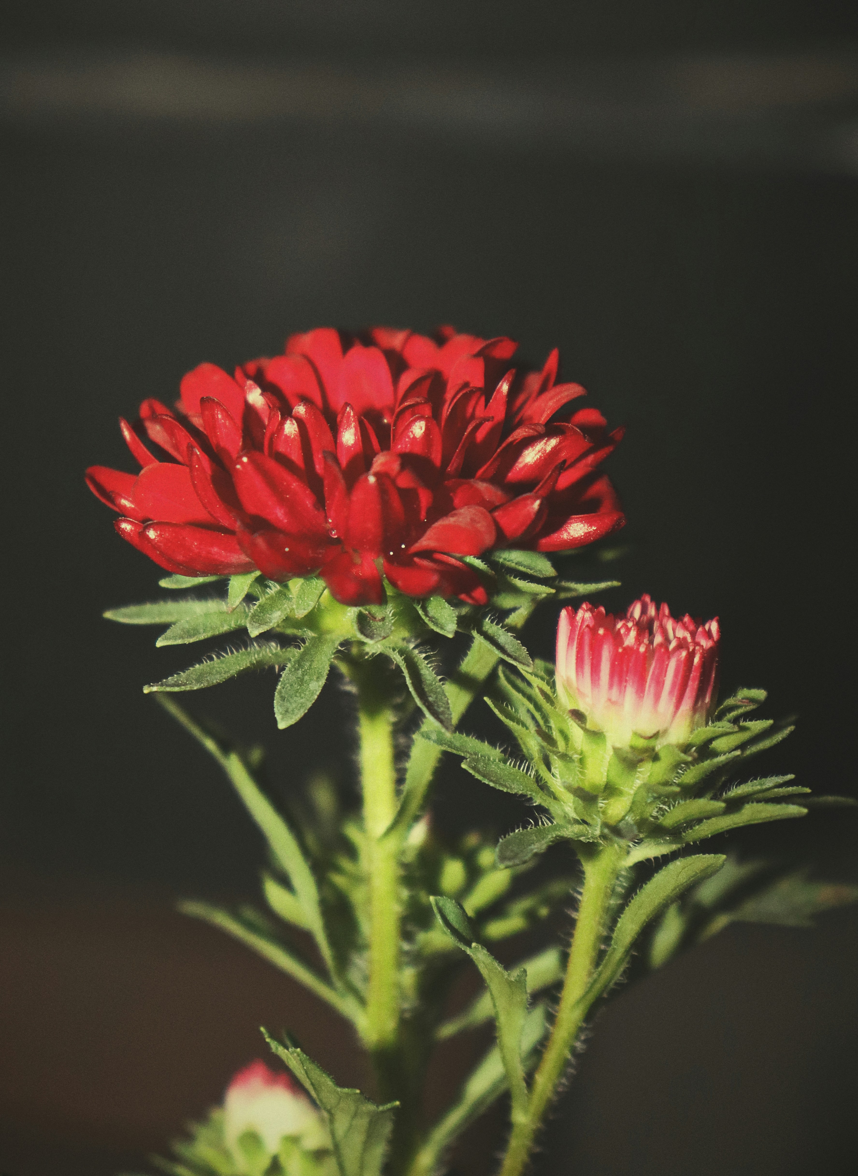 Eine Nahaufnahme einer roten Asterblüte mit Knospe.