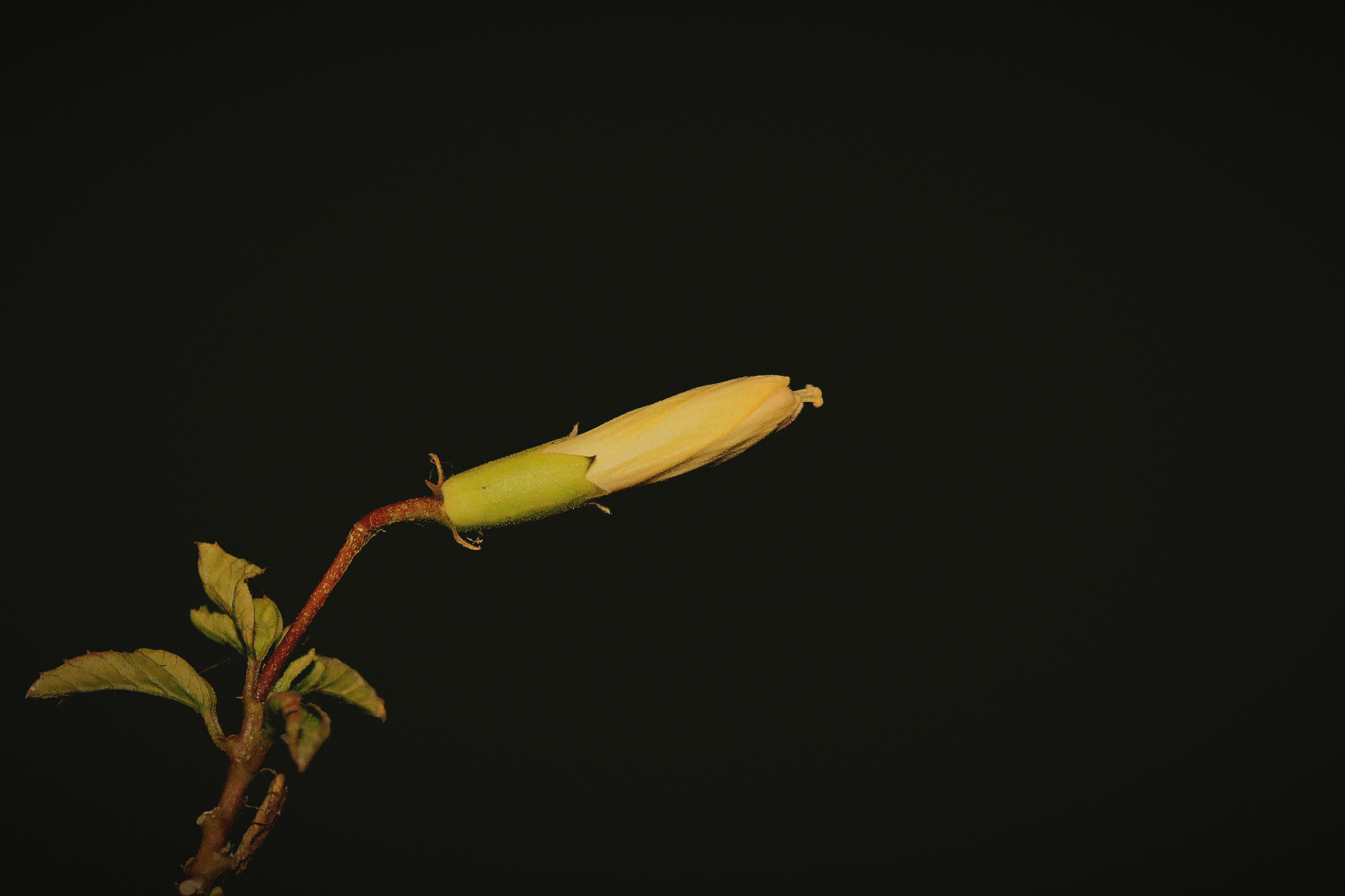 Um único botão de flor amarela sobre um fundo escuro