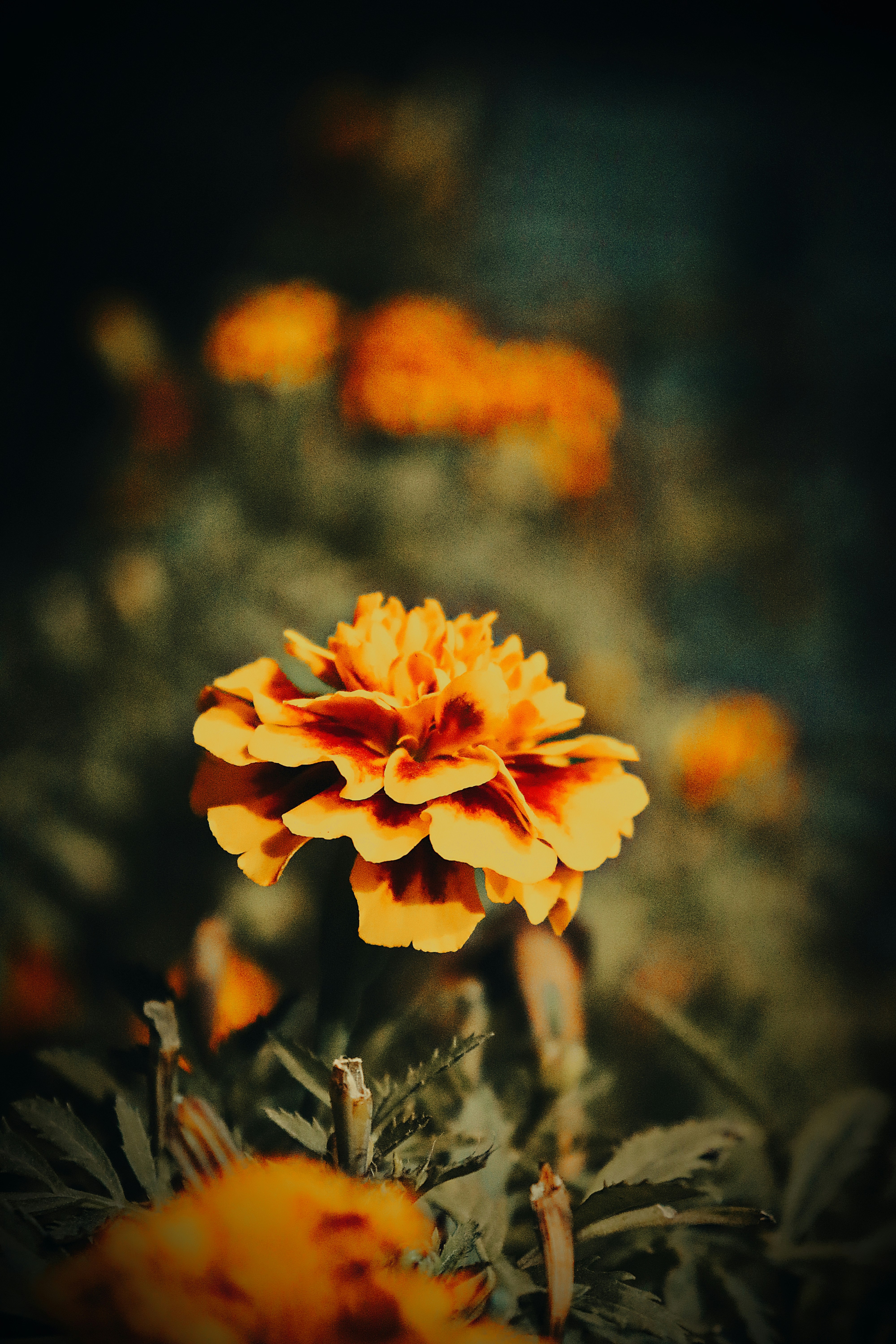 Photo by dpkvishwakarma04