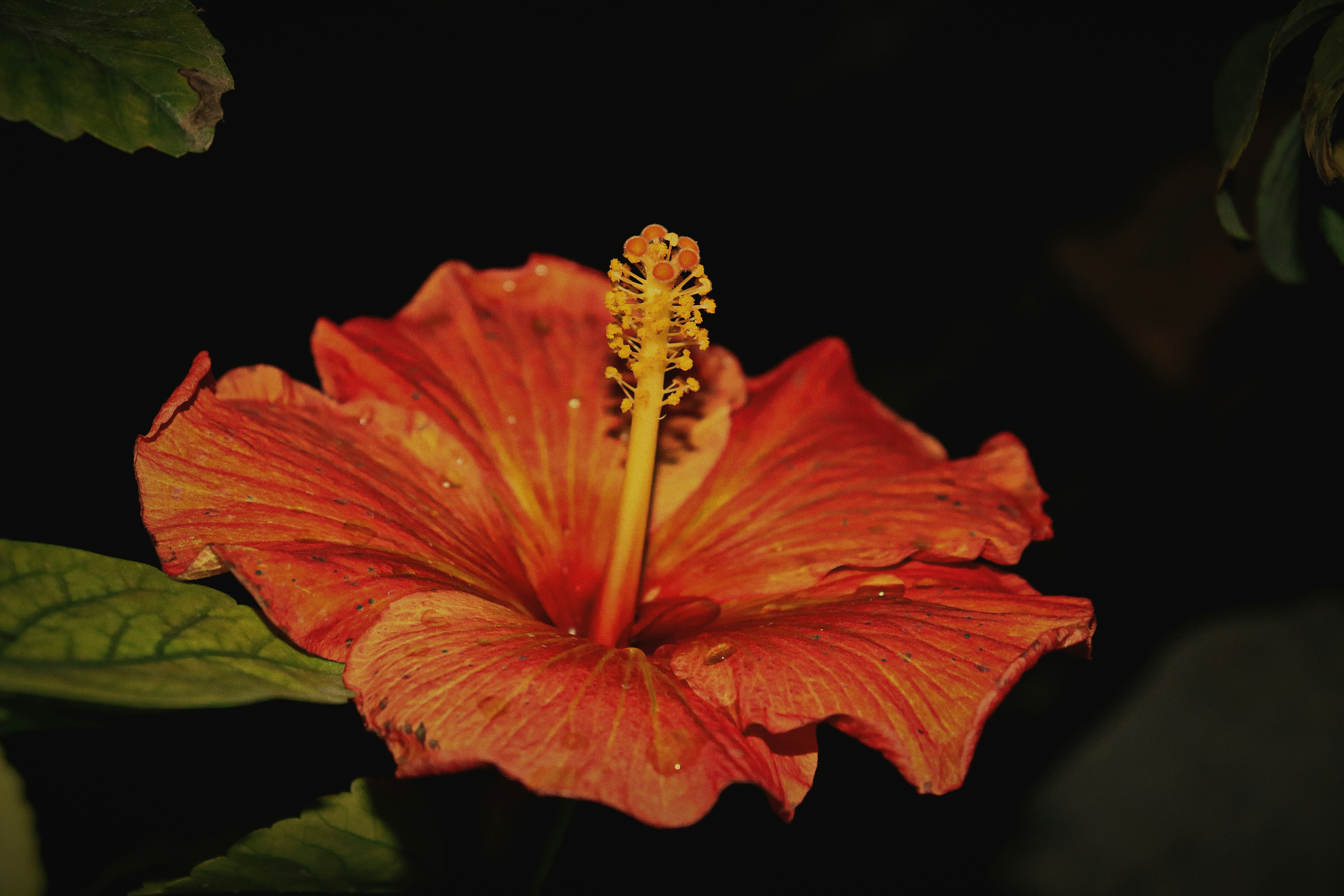 Eine leuchtend orangefarbene Hibiskusblüte mit grünen Blättern