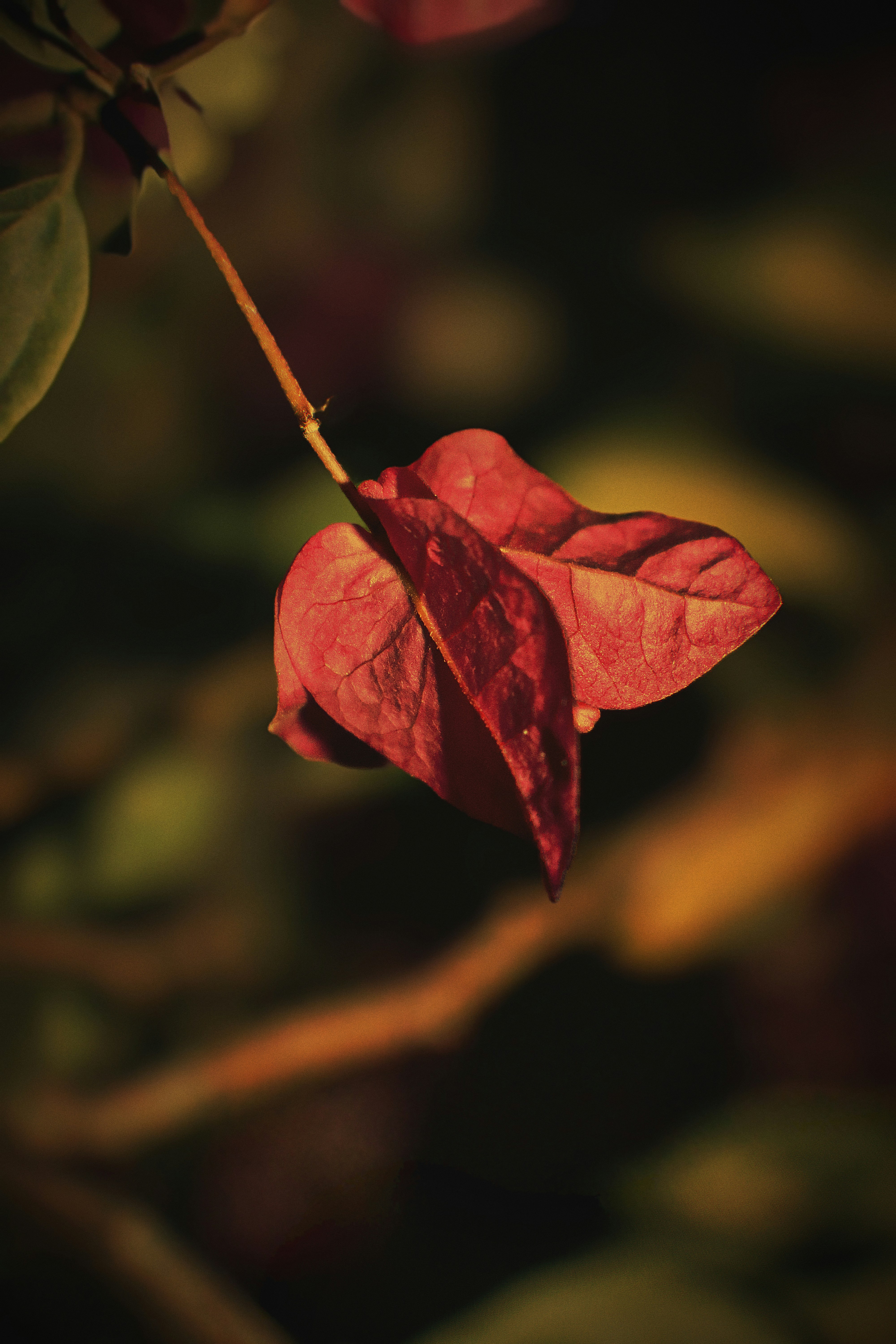 Photo by dpkvishwakarma04