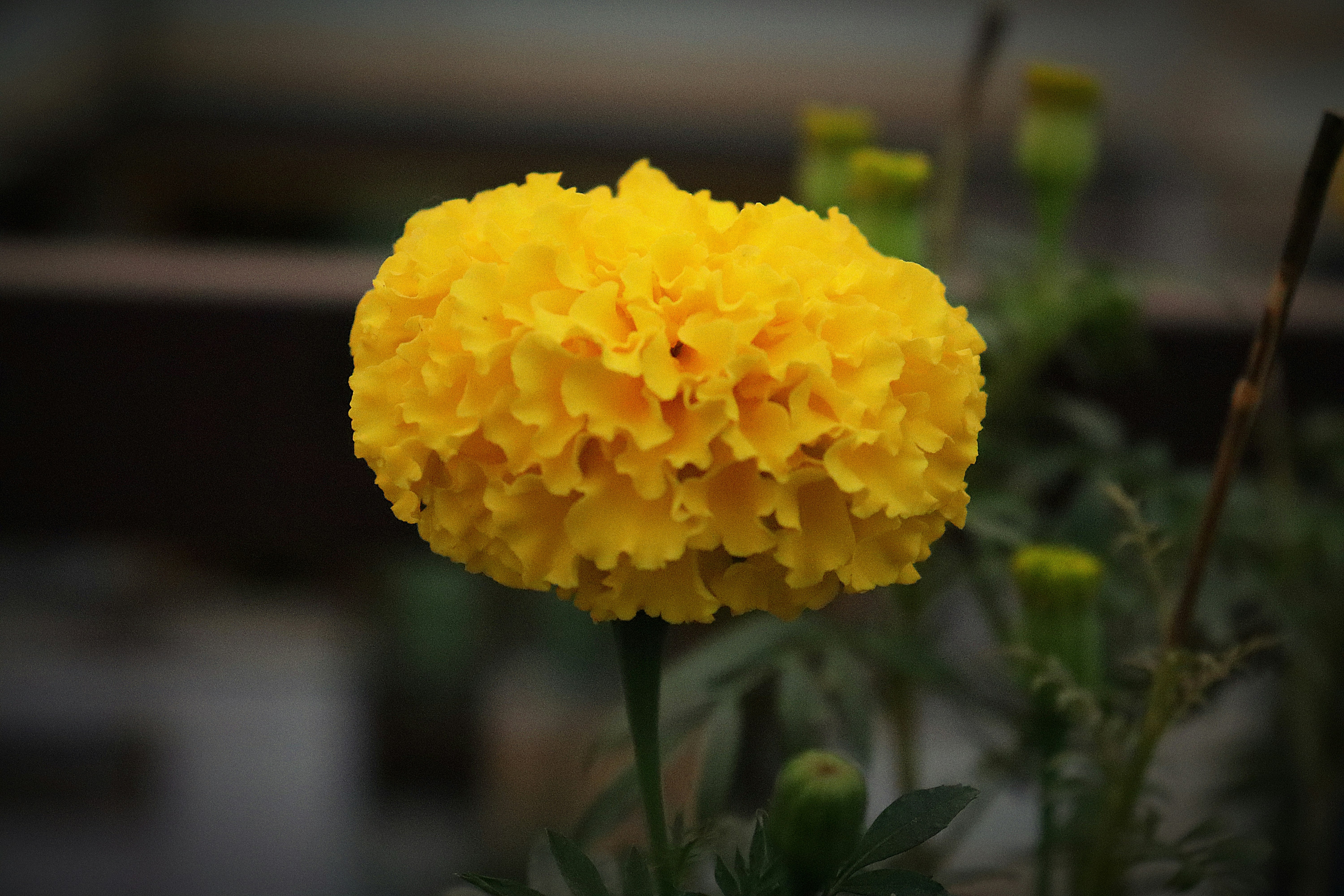 Photo by dpkvishwakarma04