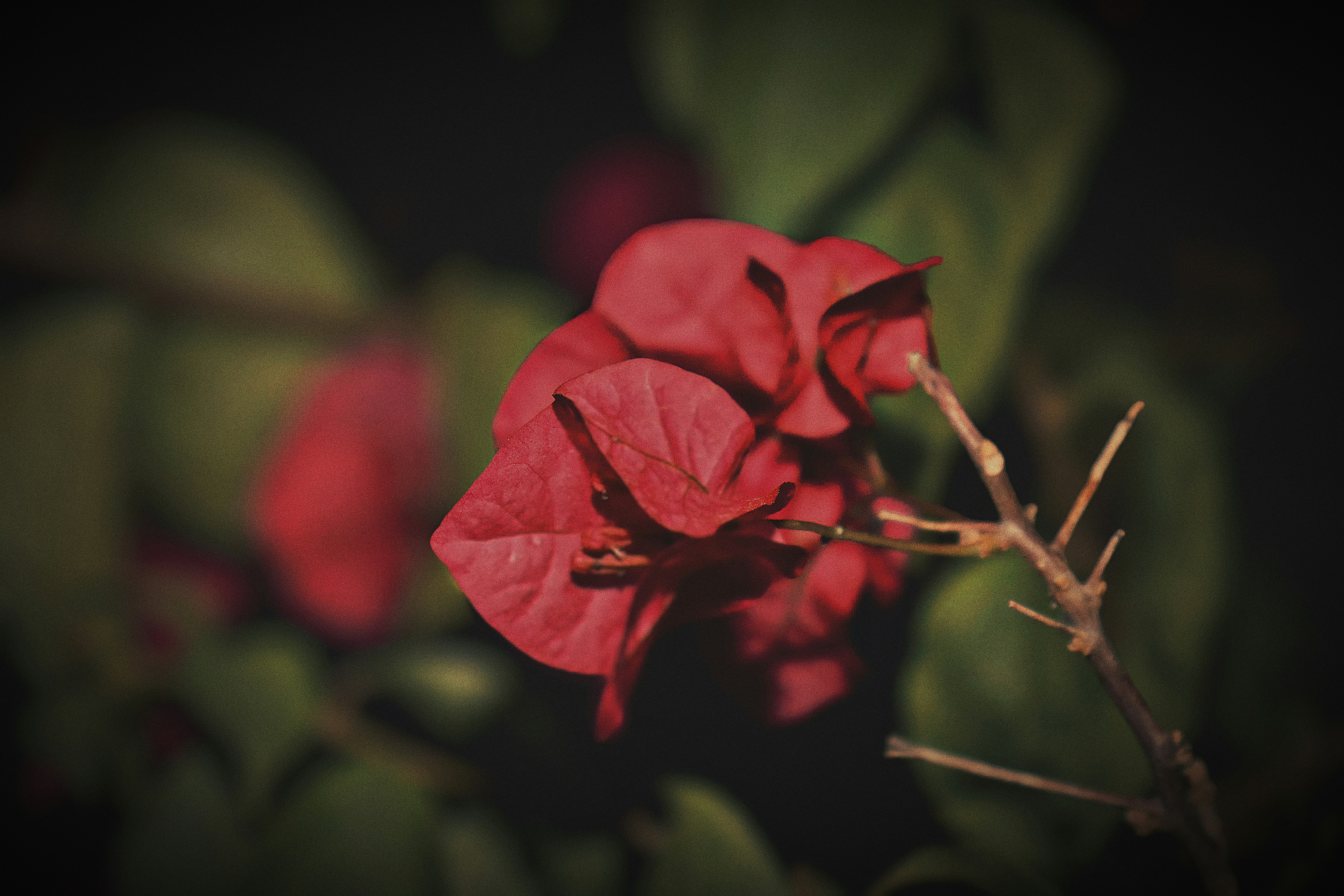 Photo by dpkvishwakarma04