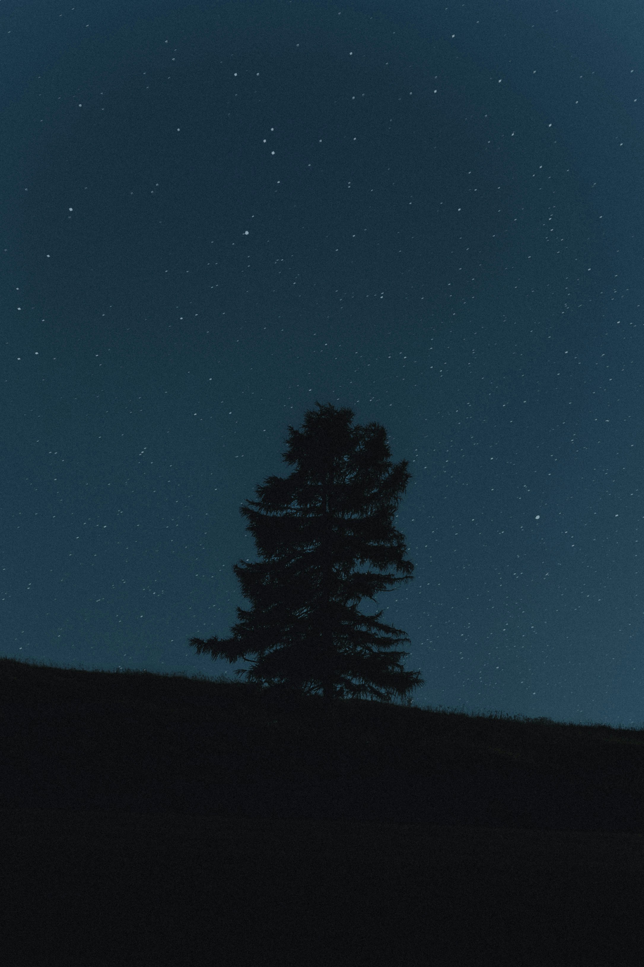 Lone pine tree silhouetted against a starry night sky.