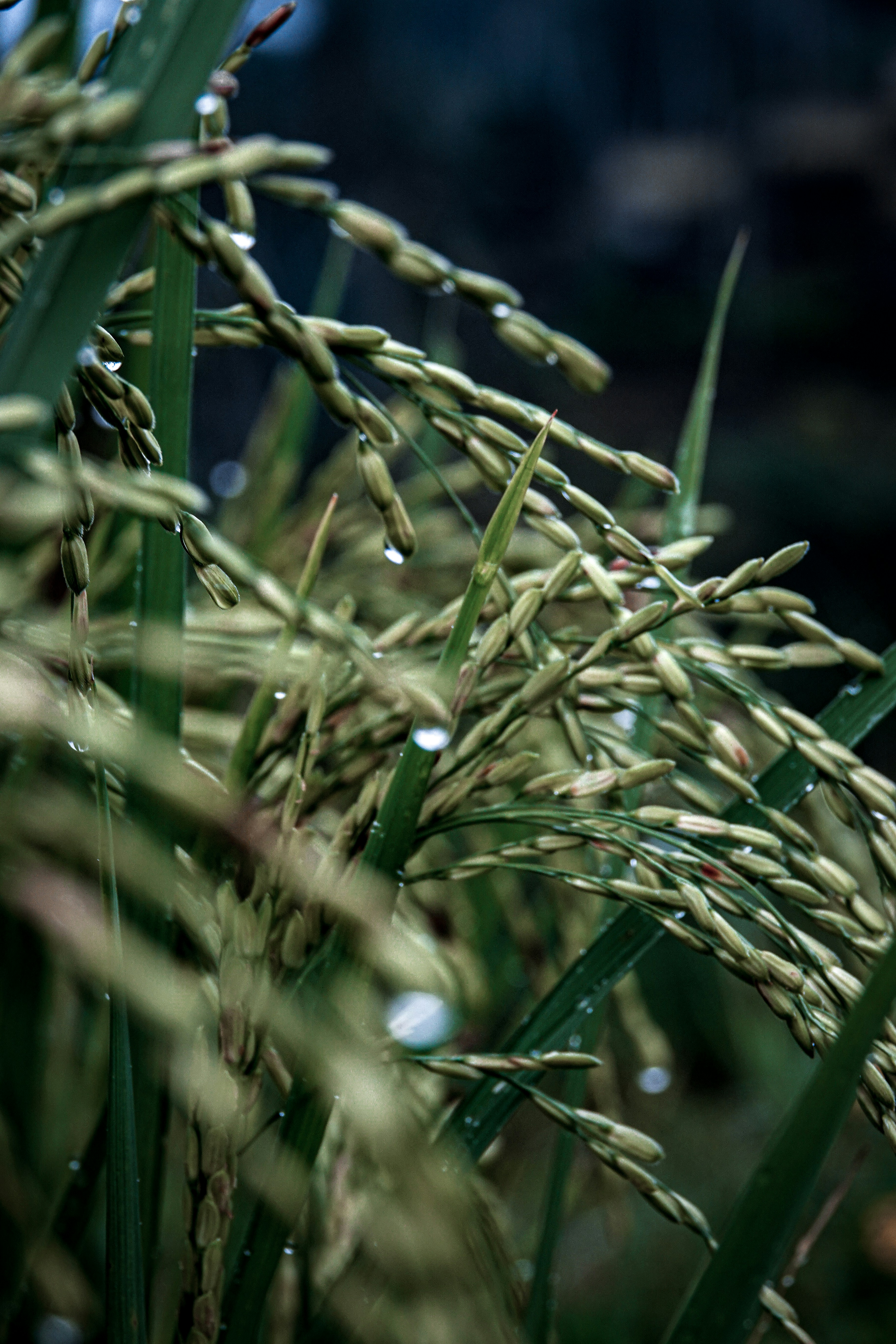 Photo by celina_castor