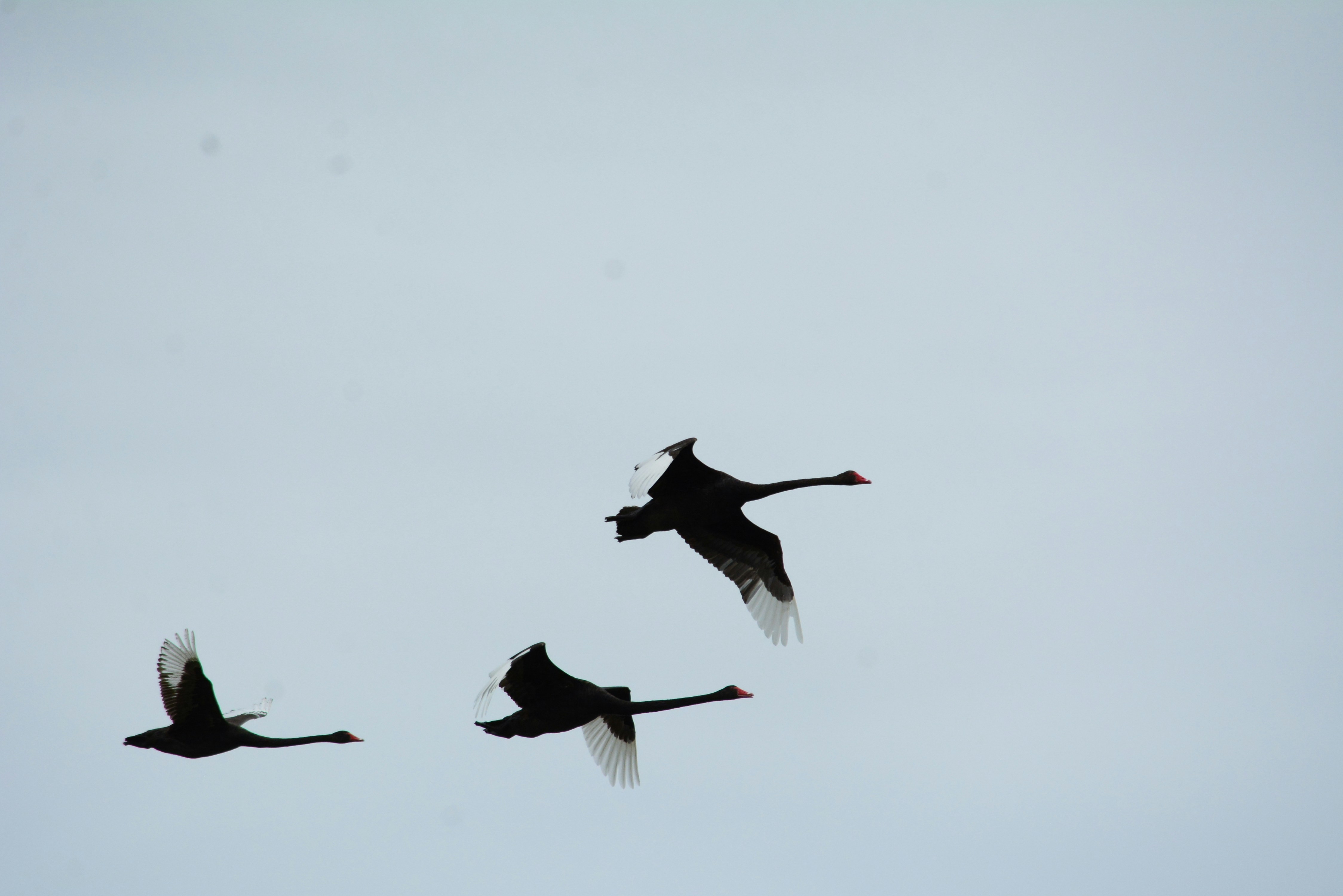 Migration Forensics for SEOs: Recovering Lost Pages and Restoring Organic Equity (2026 Playbook)