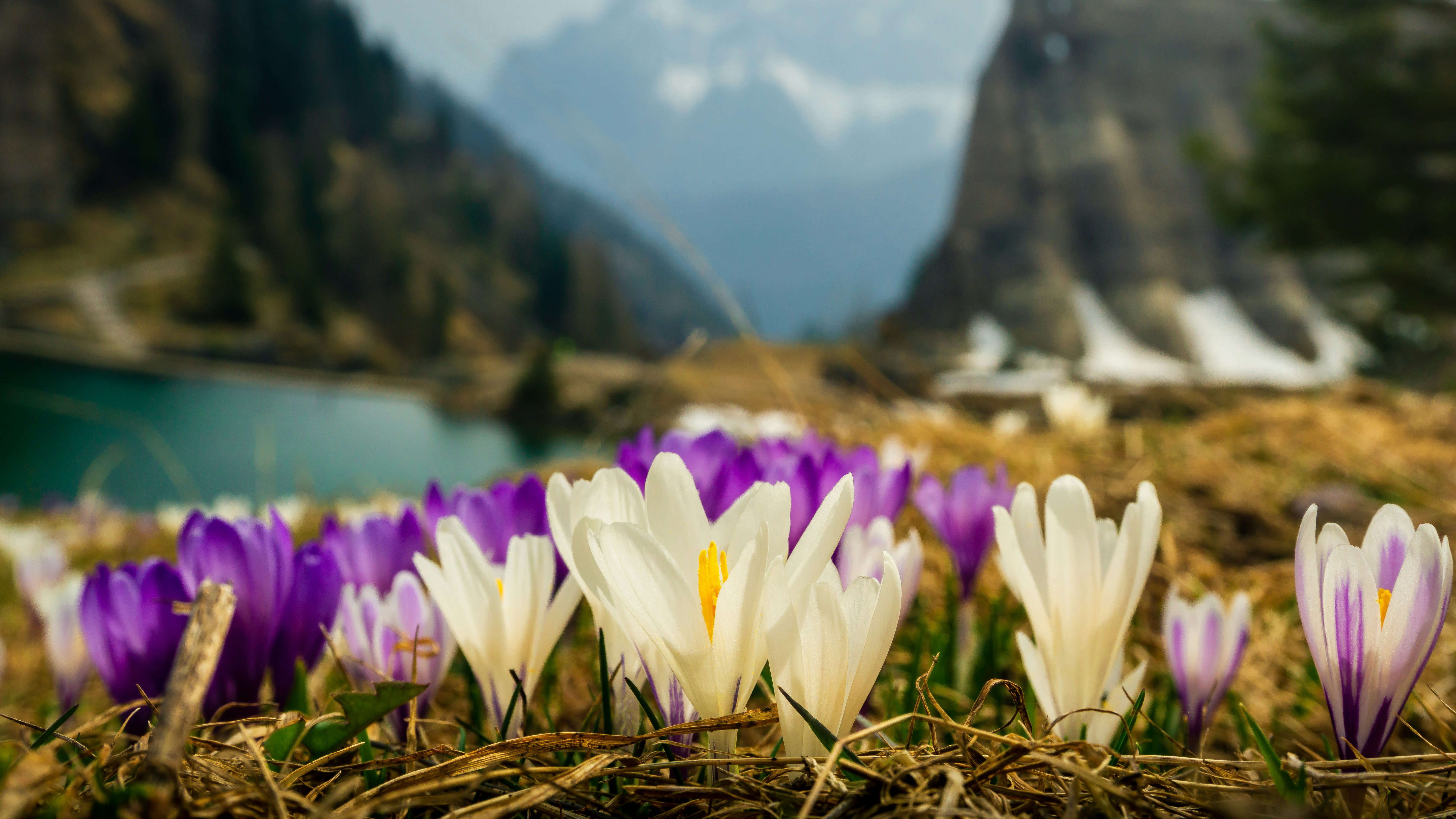 Tatry zaskoczyły naukowców. Gatunki nie uciekają w wyższe tereny