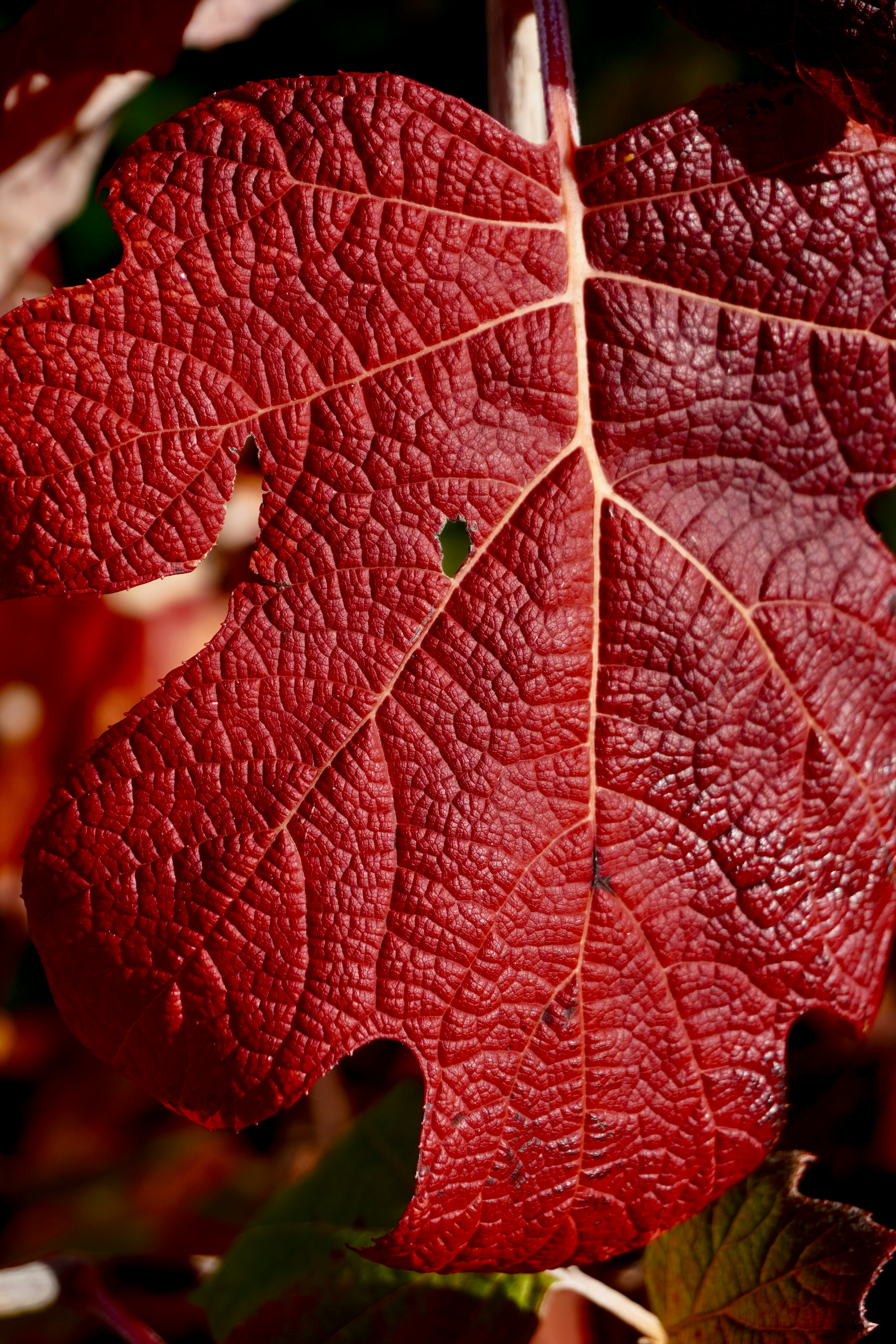 Photo by peterburdon