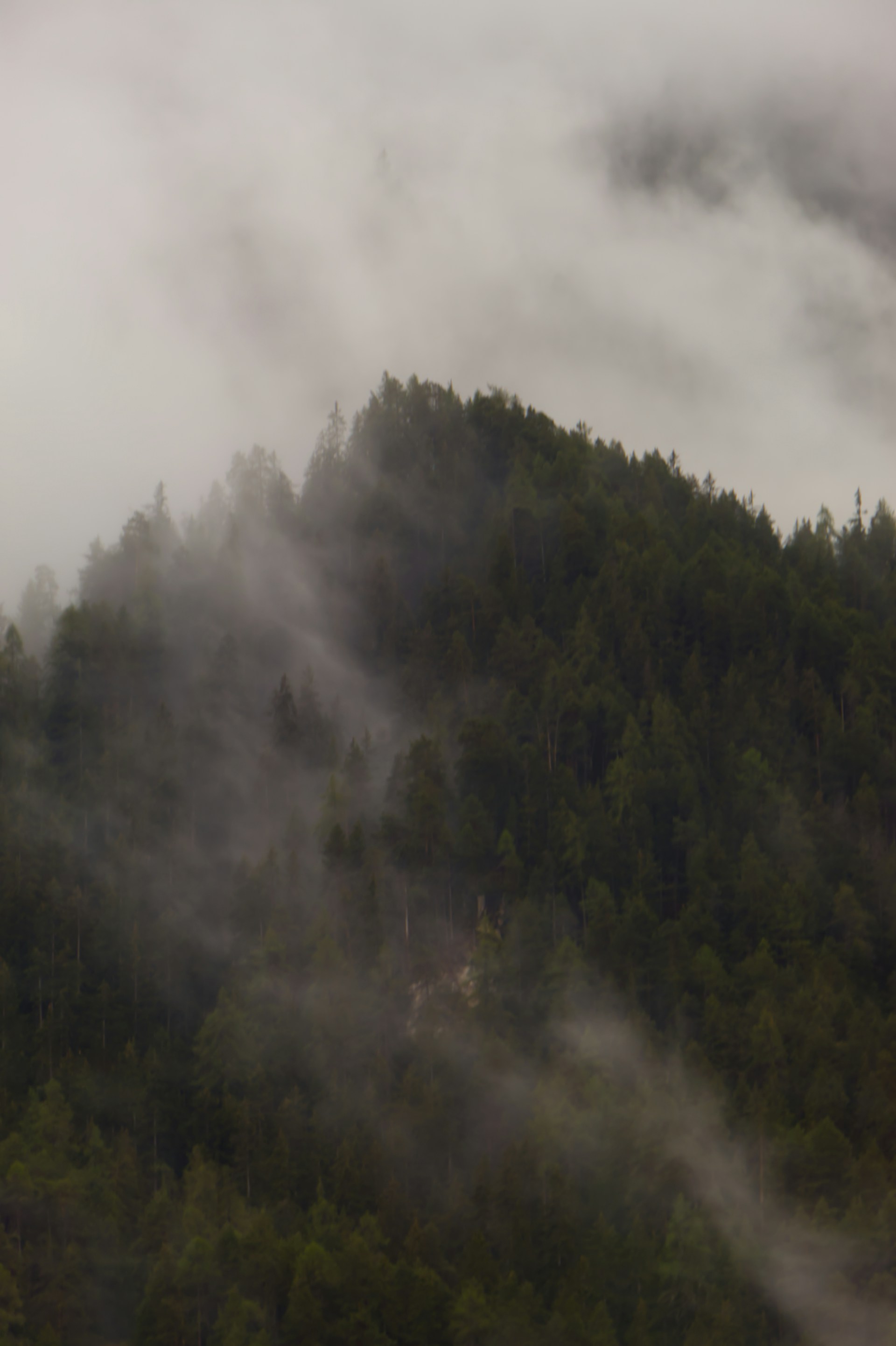 Misty forest on a mountainside with sunbeams.