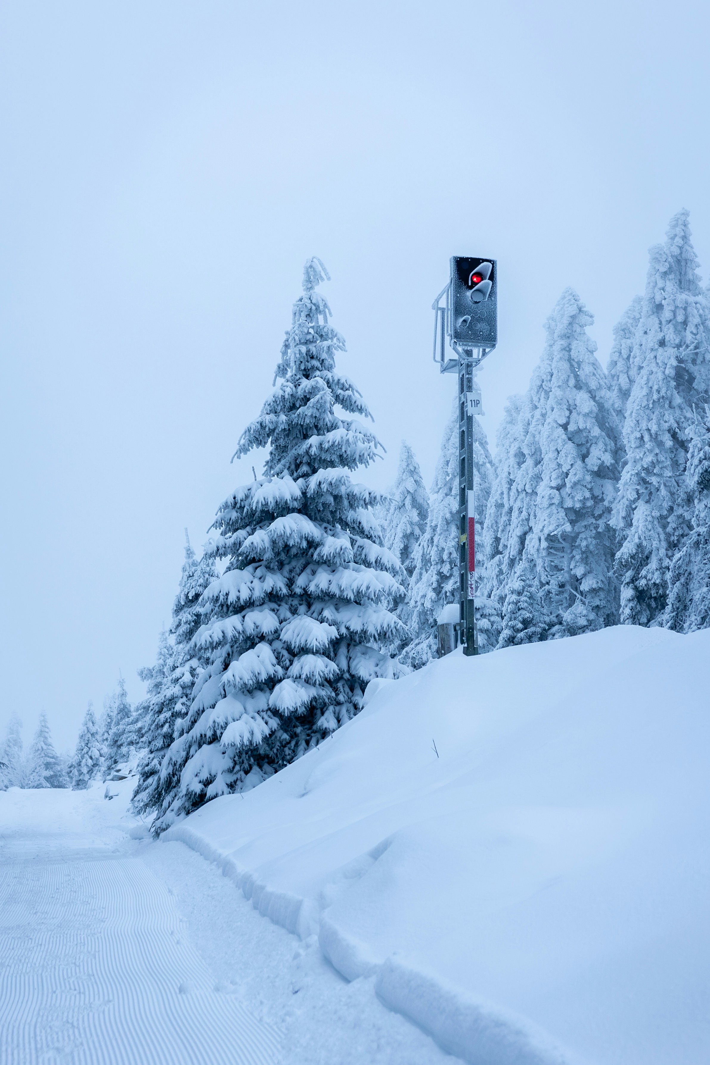 Snow-covered trees and a traffic signal in winter.