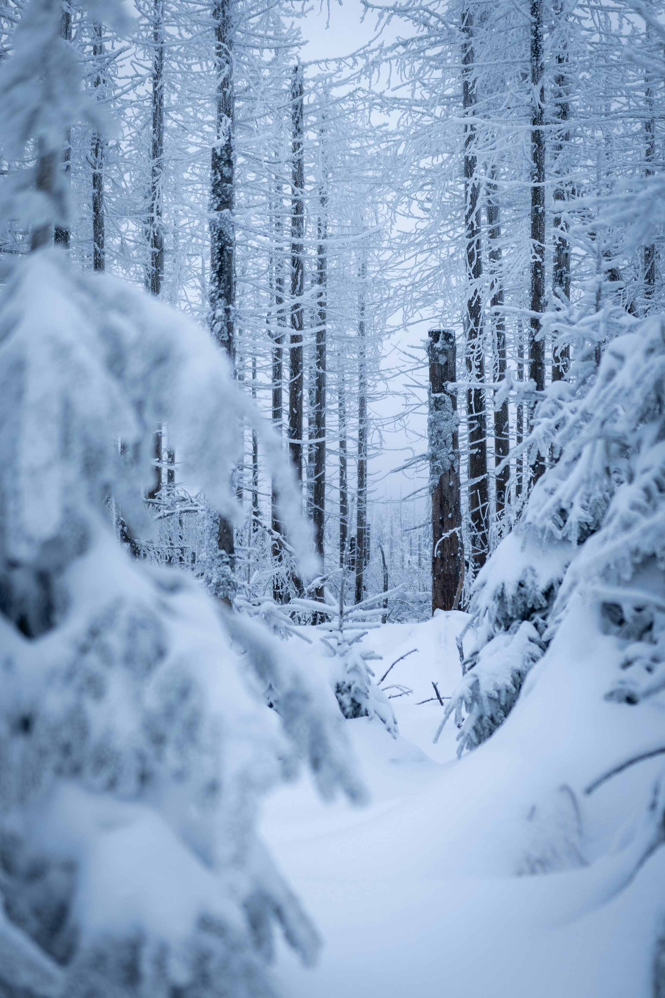 Photo by larsportjanow