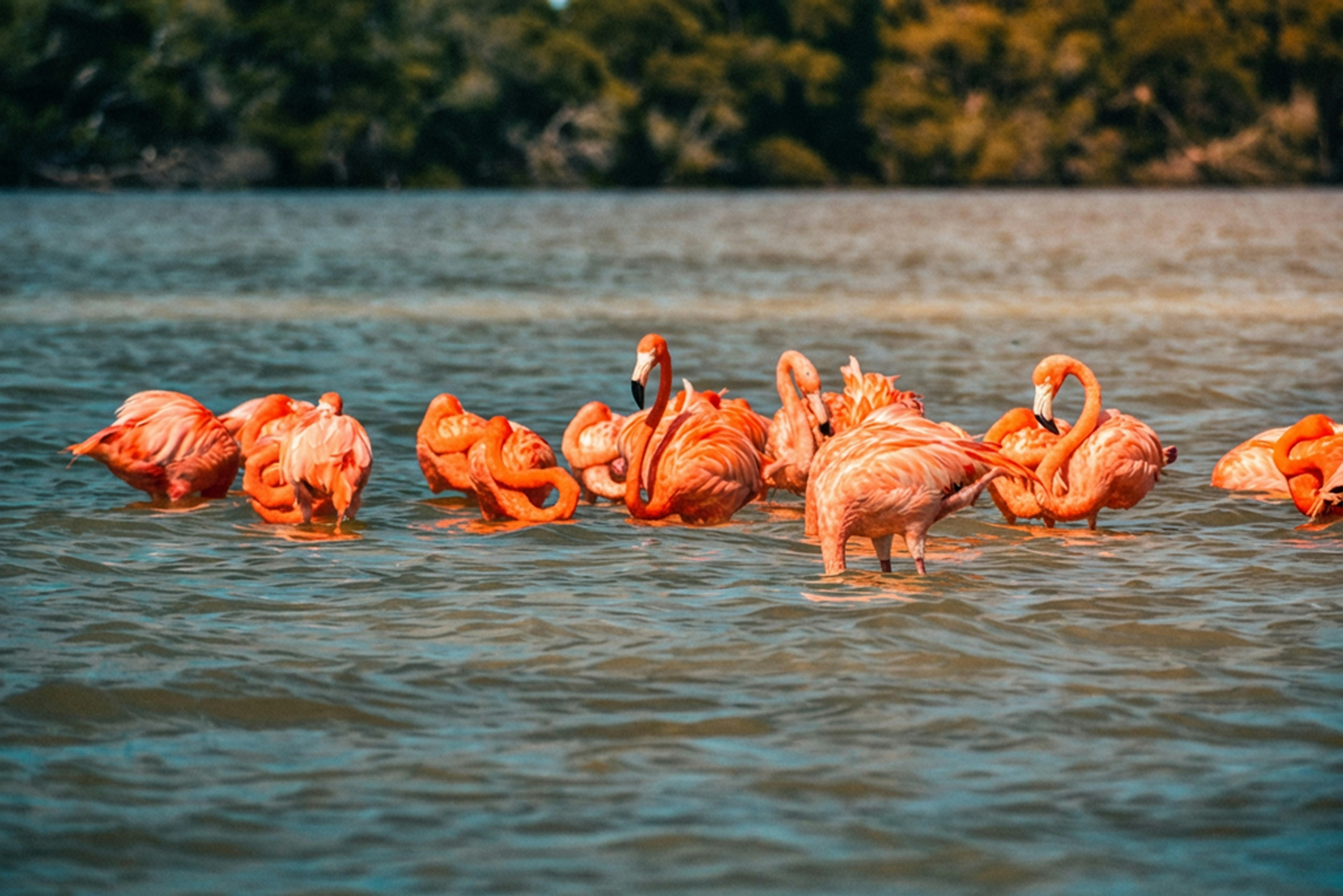 A flock of pink flamingos wading in shallow water.